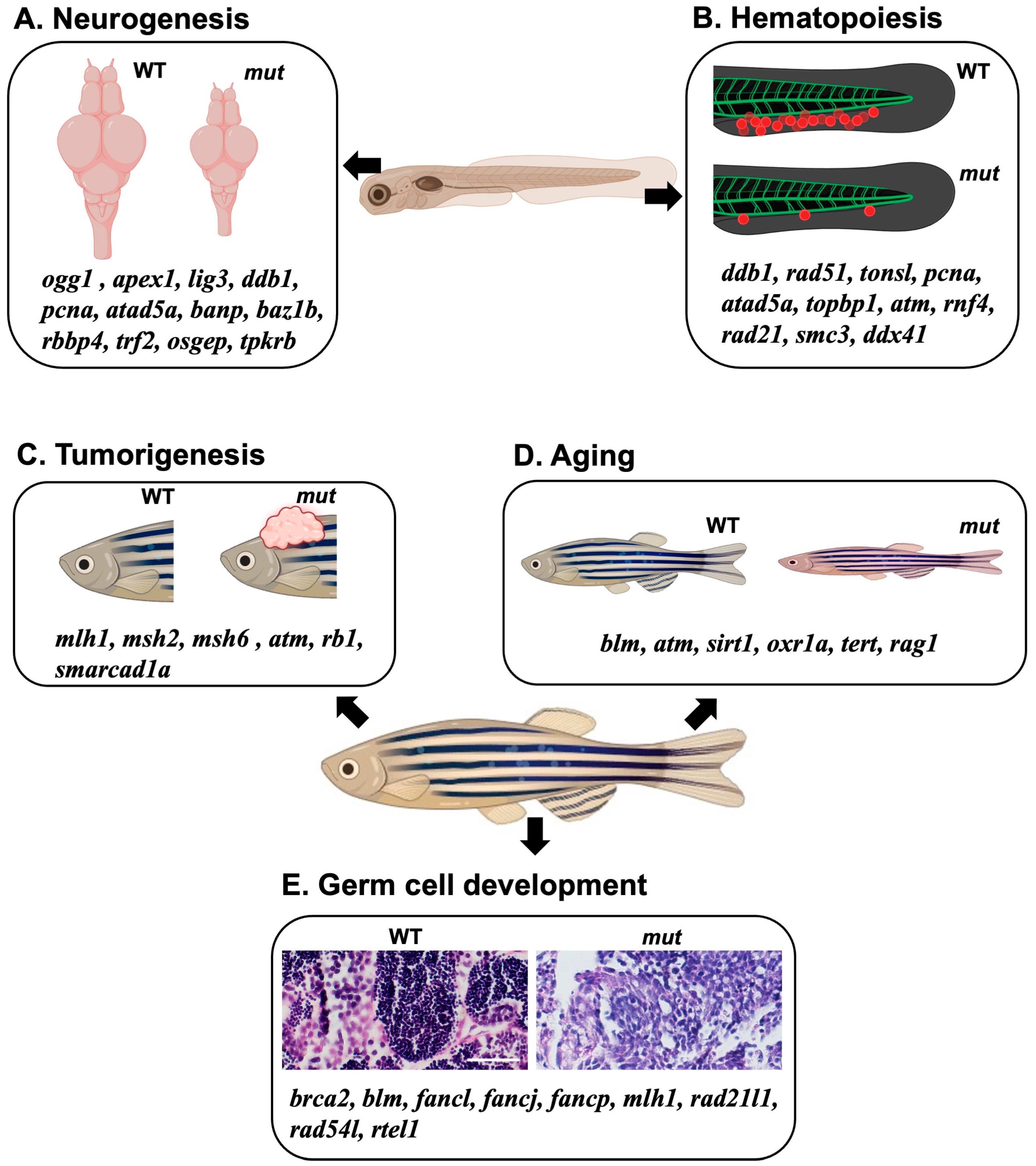 Ijms 24 13120 g003 Ijms 24 13120 g003