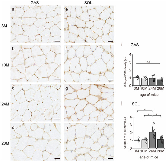 Effects of Aging on Collagen in the Skeletal Muscle of Mice