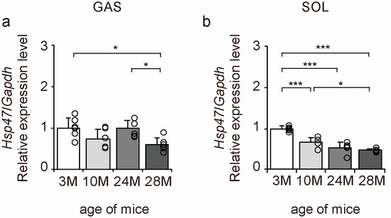 Effects of Aging on Collagen in the Skeletal Muscle of Mice