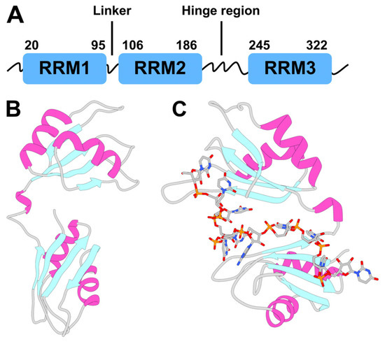 Human Antigen R Low Molecular Weight Inhibitors Targeting the RNA-Binding Protein HuR