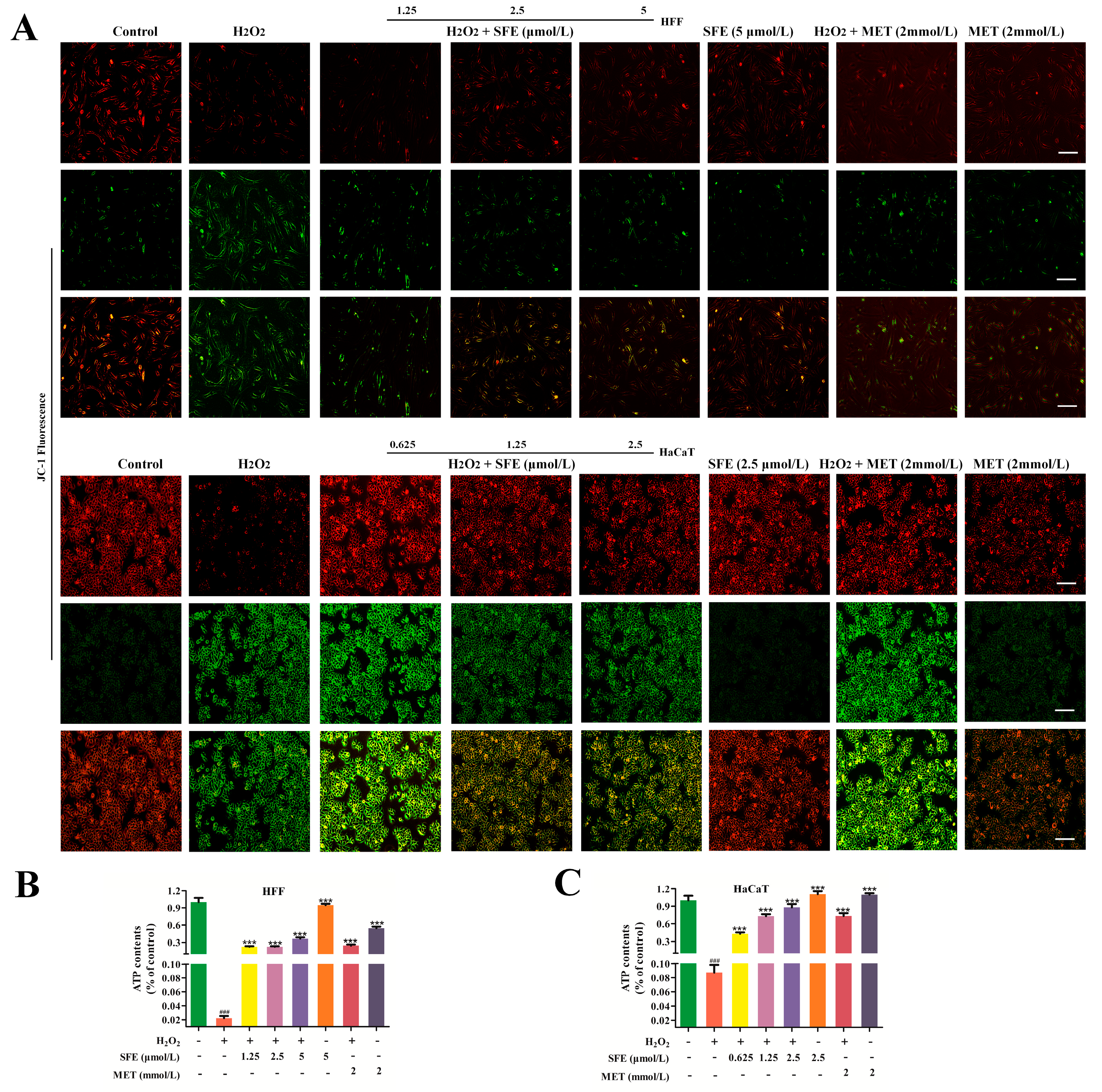 Ijms 24 13129 g003 Ijms 24 13129 g003