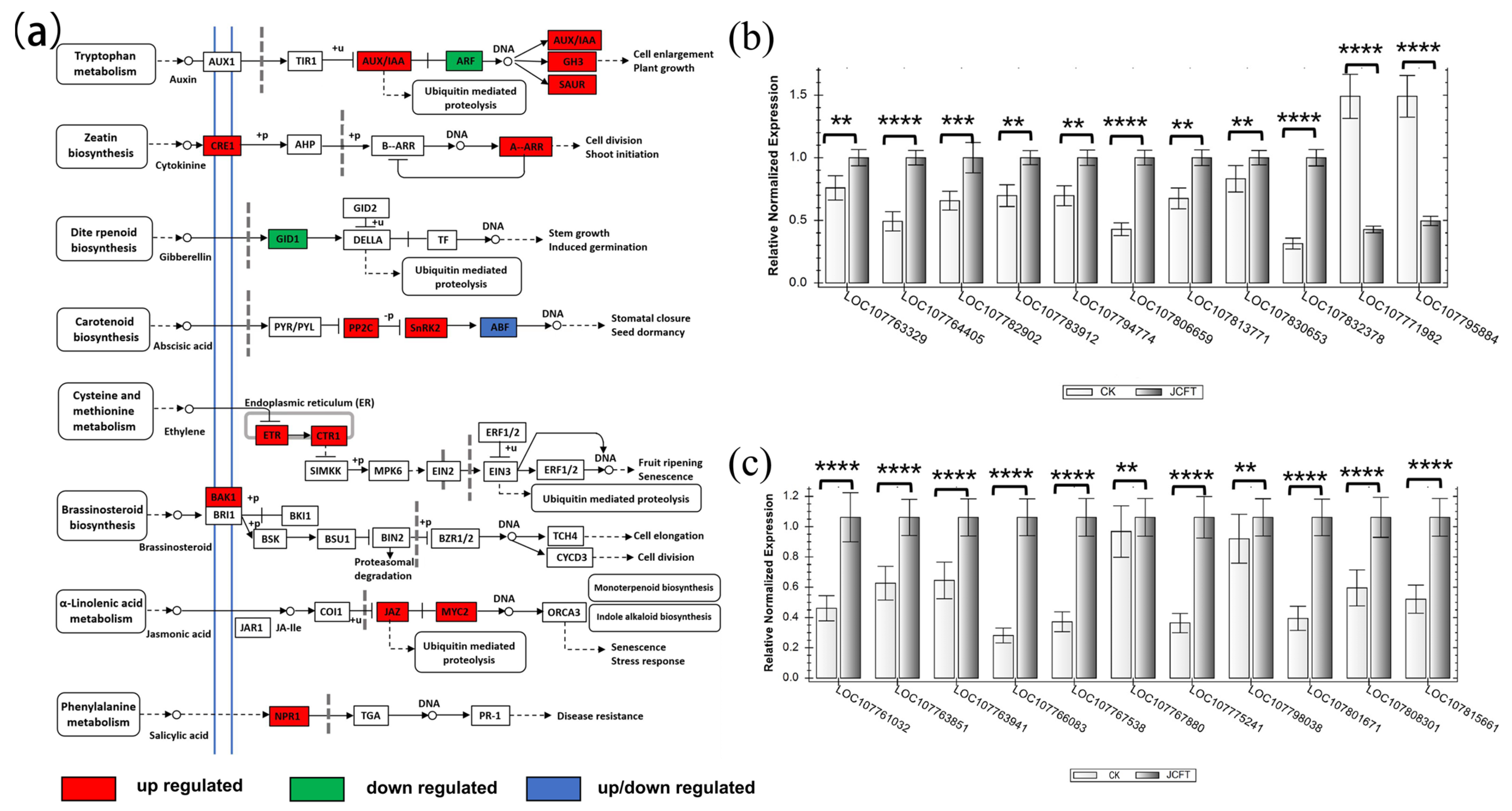 Ijms 24 13183 g005 Ijms 24 13183 g005