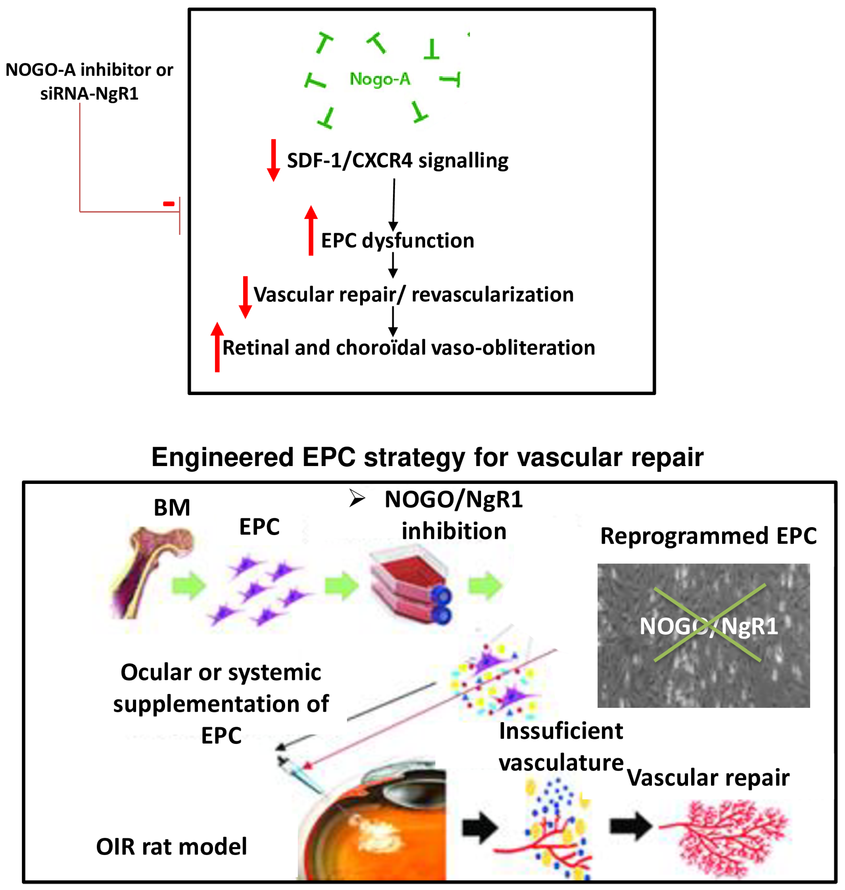 Ijms 24 13185 g006 Ijms 24 13185 g006