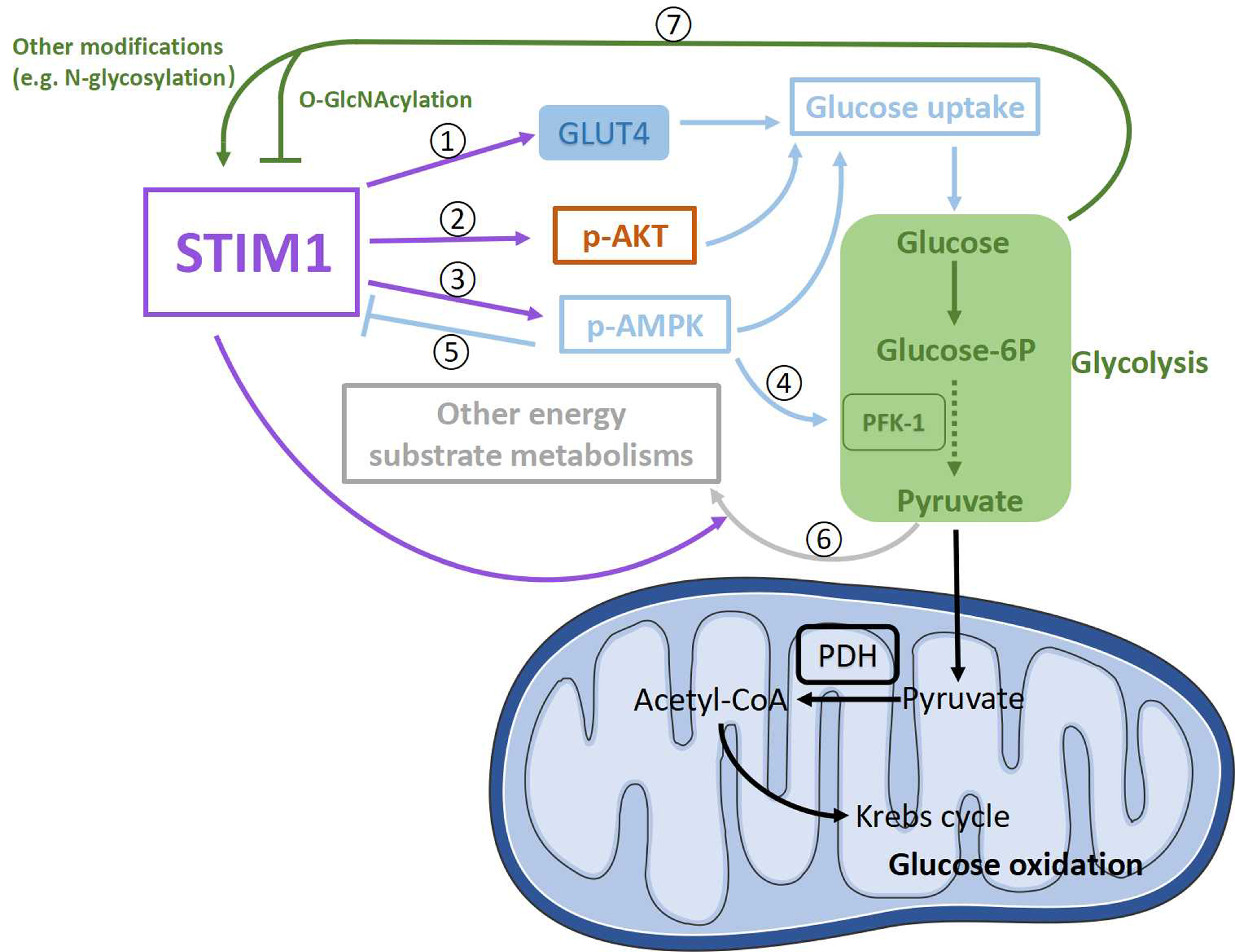 Ijms 24 13188 g004 Ijms 24 13188 g004