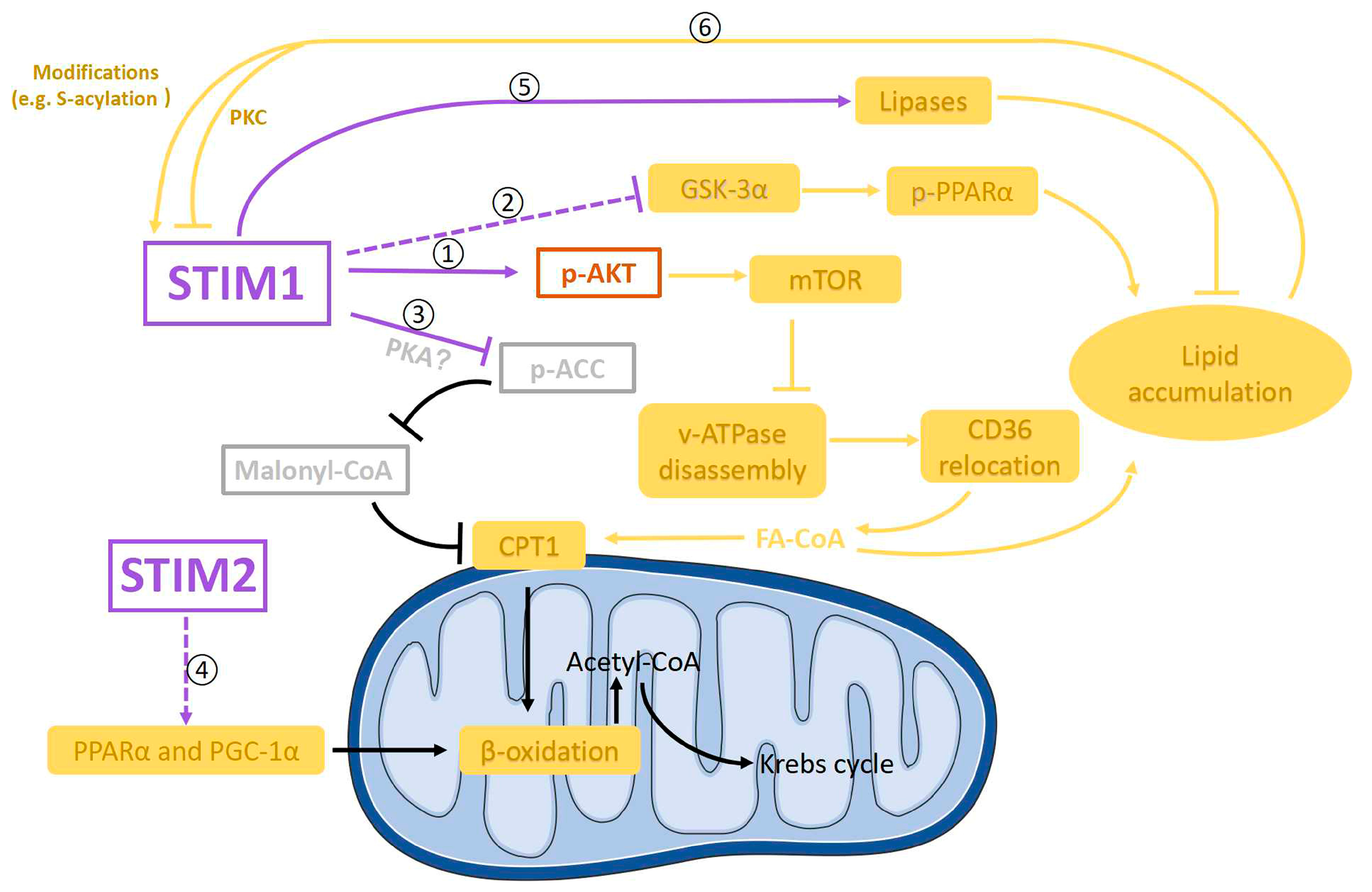 Ijms 24 13188 g005 Ijms 24 13188 g005