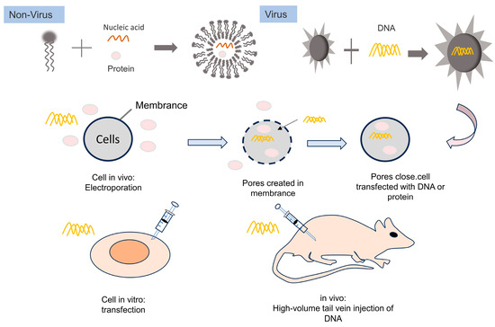 Applications and Research Advances in the Delivery of CRISPR/Cas9 ...