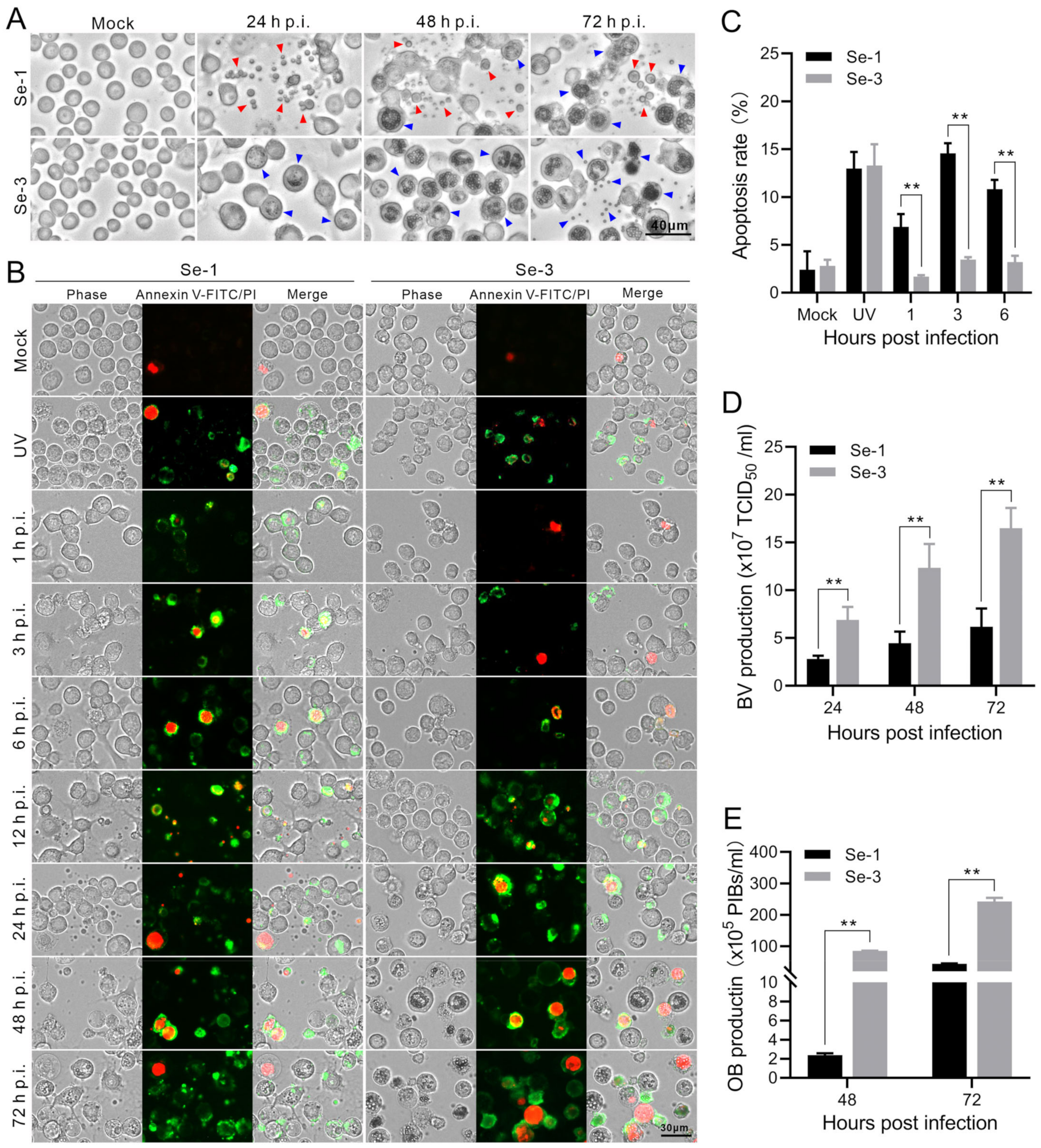 The Expression of P35 Plays a Key Role in the Difference in