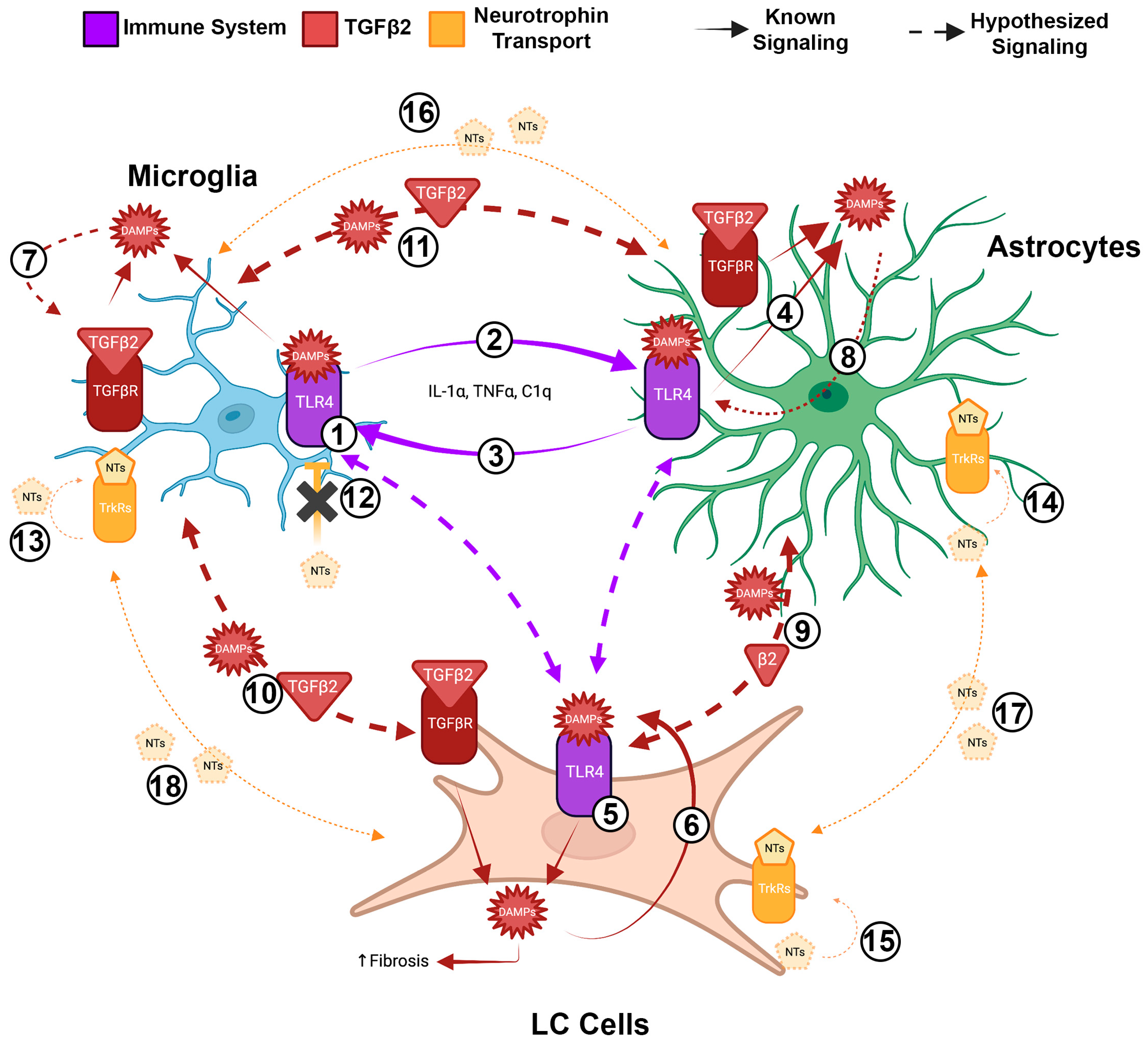 Ijms 24 13240 g001 Ijms 24 13240 g001