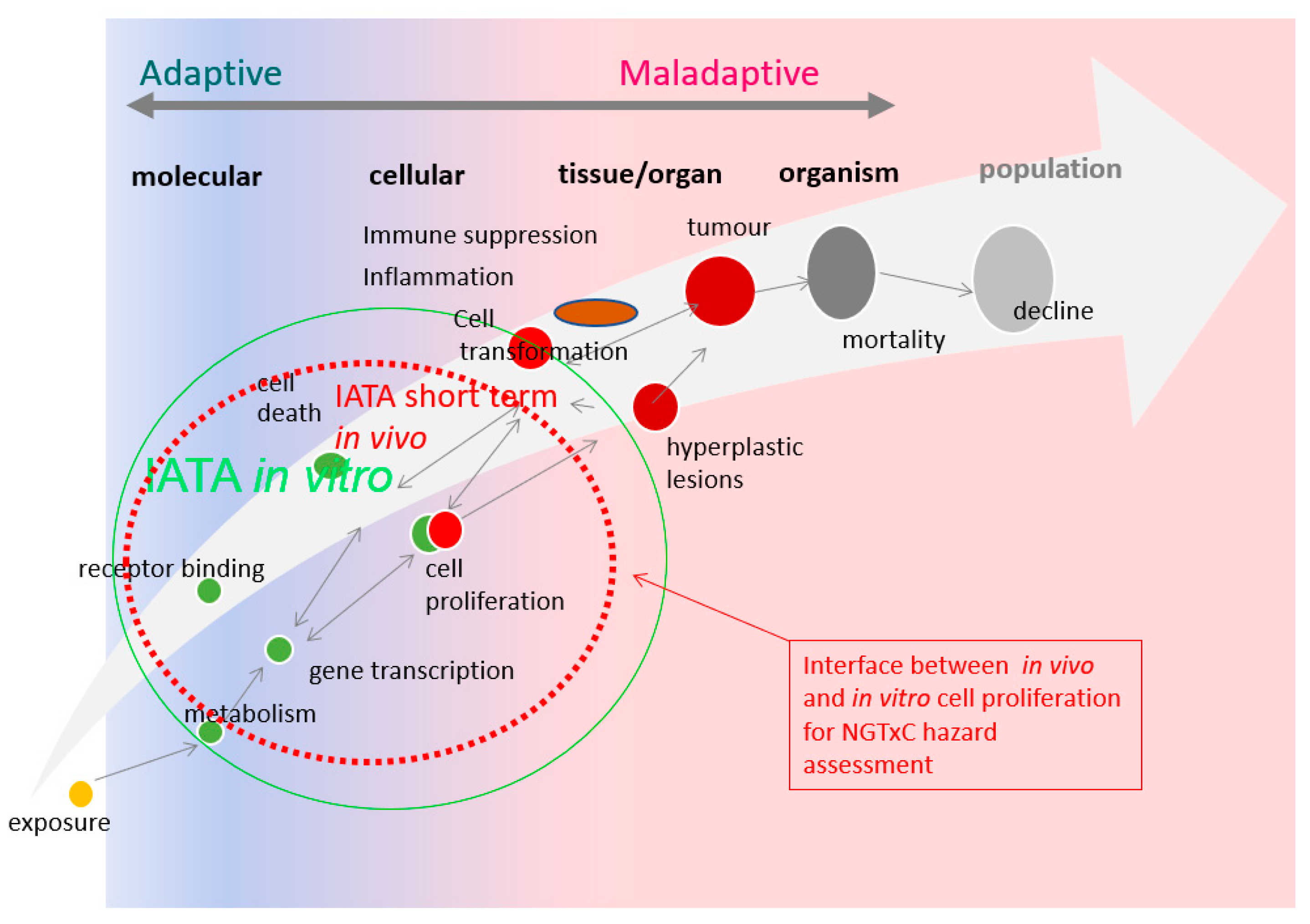 Ijms 24 13246 g001 Ijms 24 13246 g001