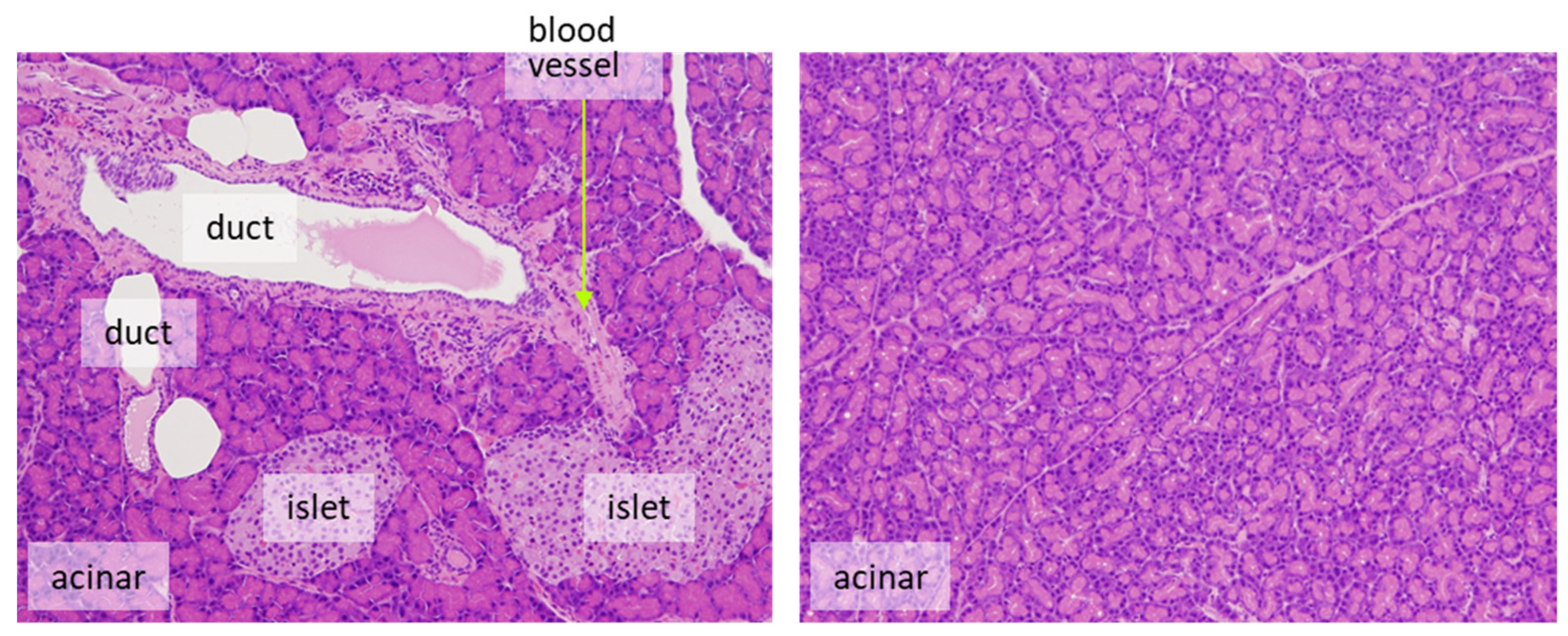 Ijms 24 13246 g003 Ijms 24 13246 g003