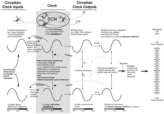 Brain Dopamine–Clock Interactions Regulate Cardiometabolic Physiology ...