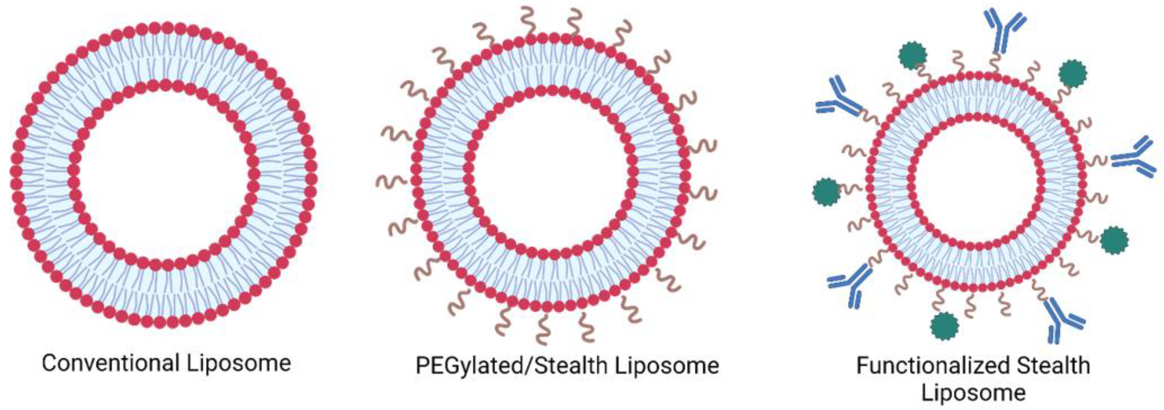Ijms 24 13262 g002 Ijms 24 13262 g002