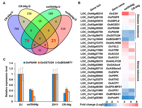 Activated Expression of Rice DMR6-like Gene OsS3H Partially