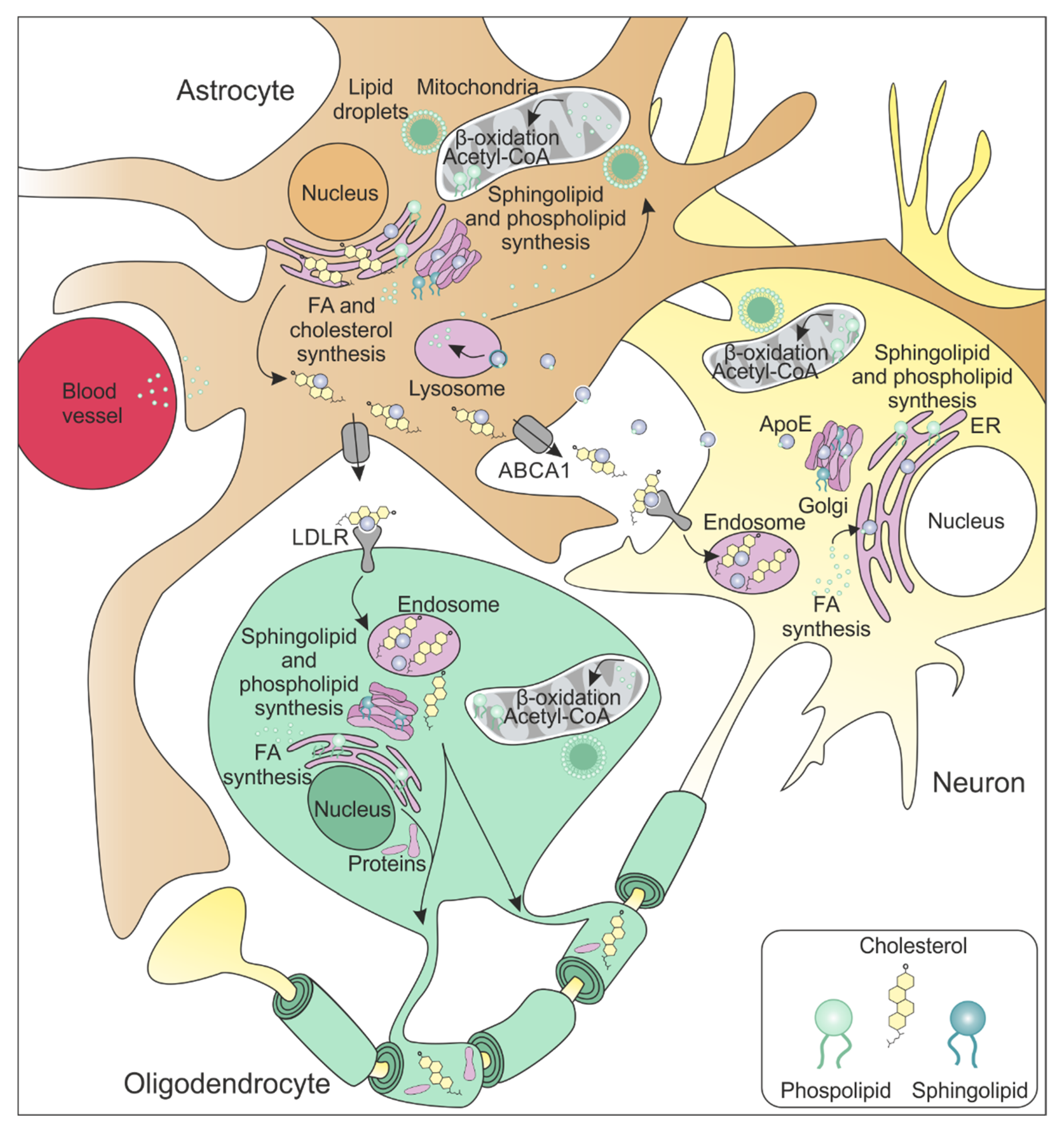 Ijms 24 13270 g003 Ijms 24 13270 g003