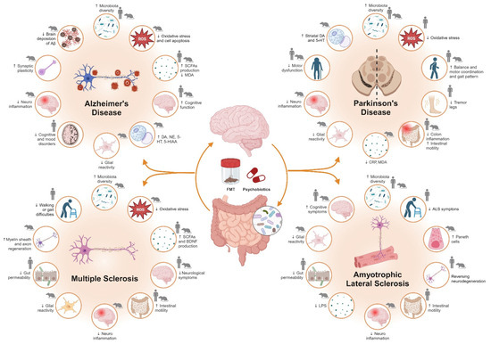 M． Gut Microbiota Mediates Neuroinflammation in Alzheimer's