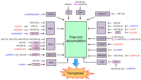 The Regulation of Ferroptosis by Noncoding RNAs