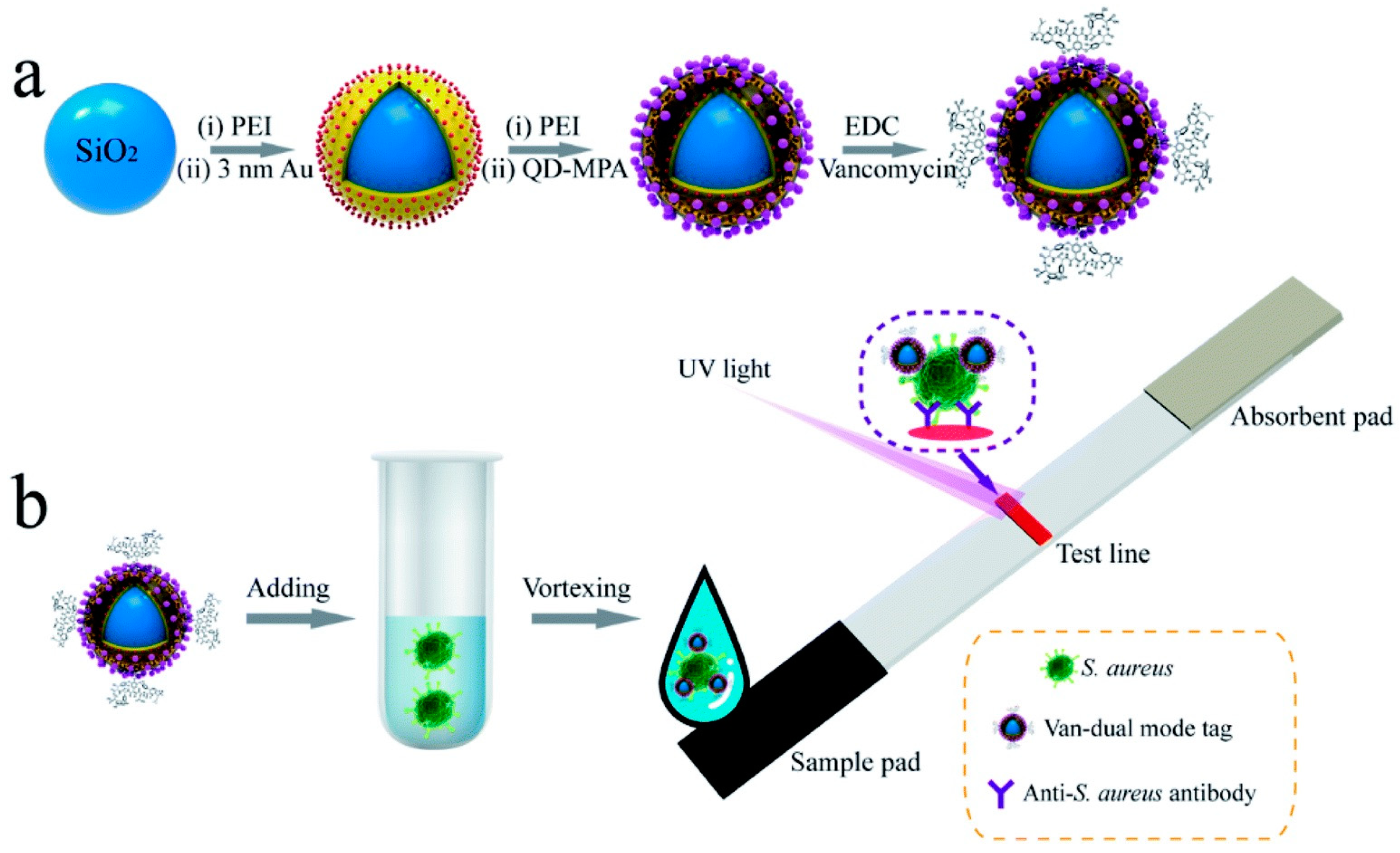 Ijms 24 13342 g005 Ijms 24 13342 g005