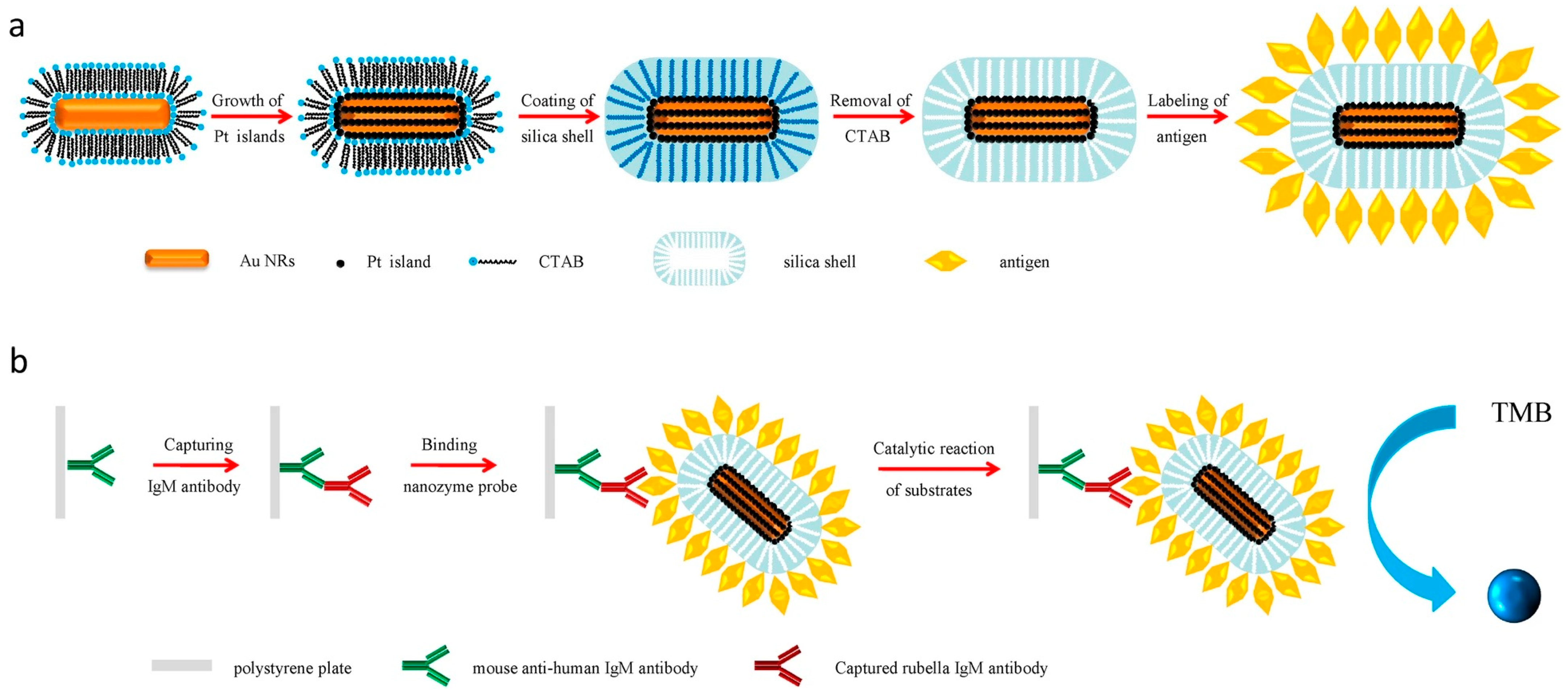Ijms 24 13342 g006 Ijms 24 13342 g006