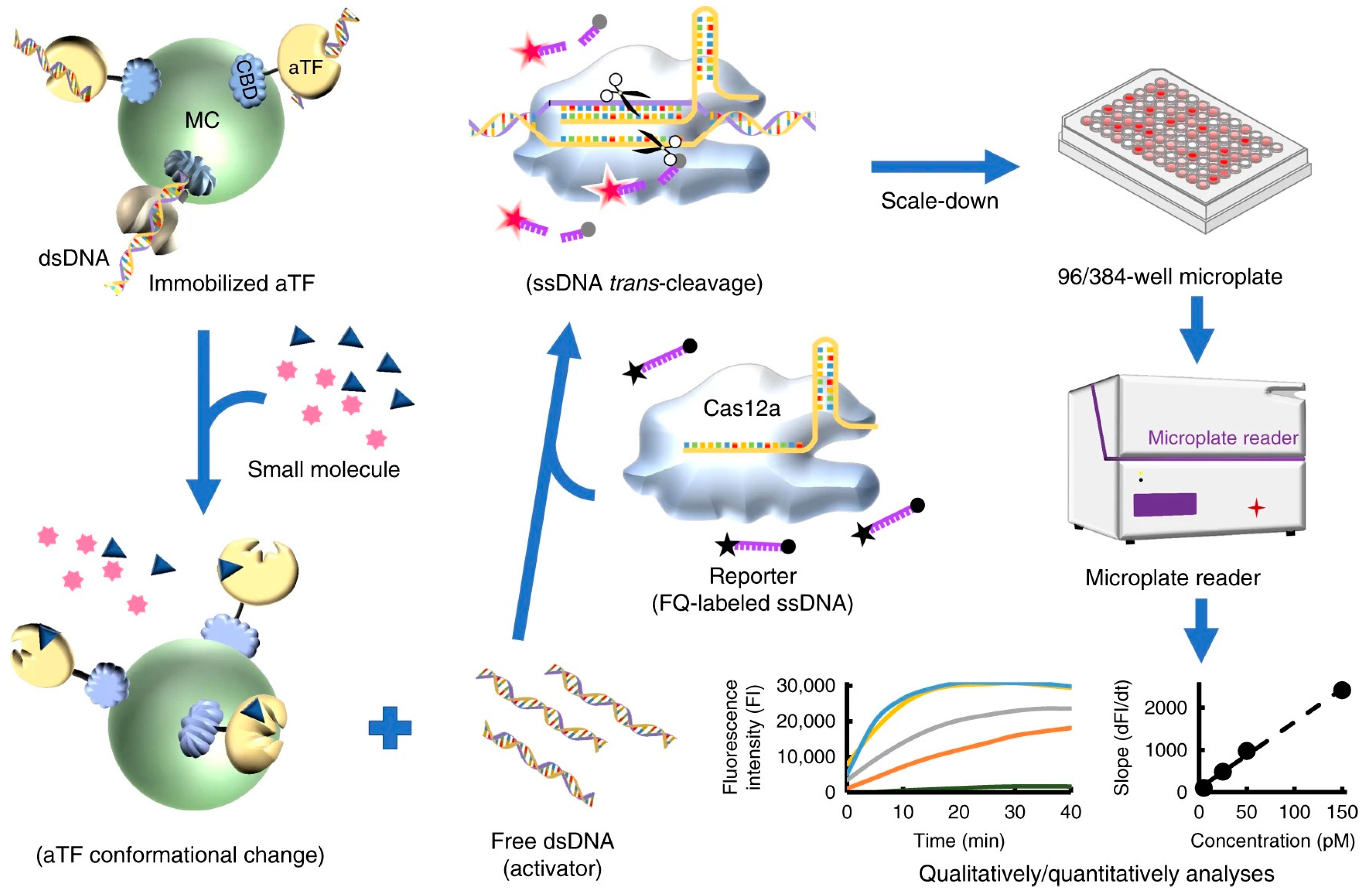 Ijms 24 13342 g007 Ijms 24 13342 g007