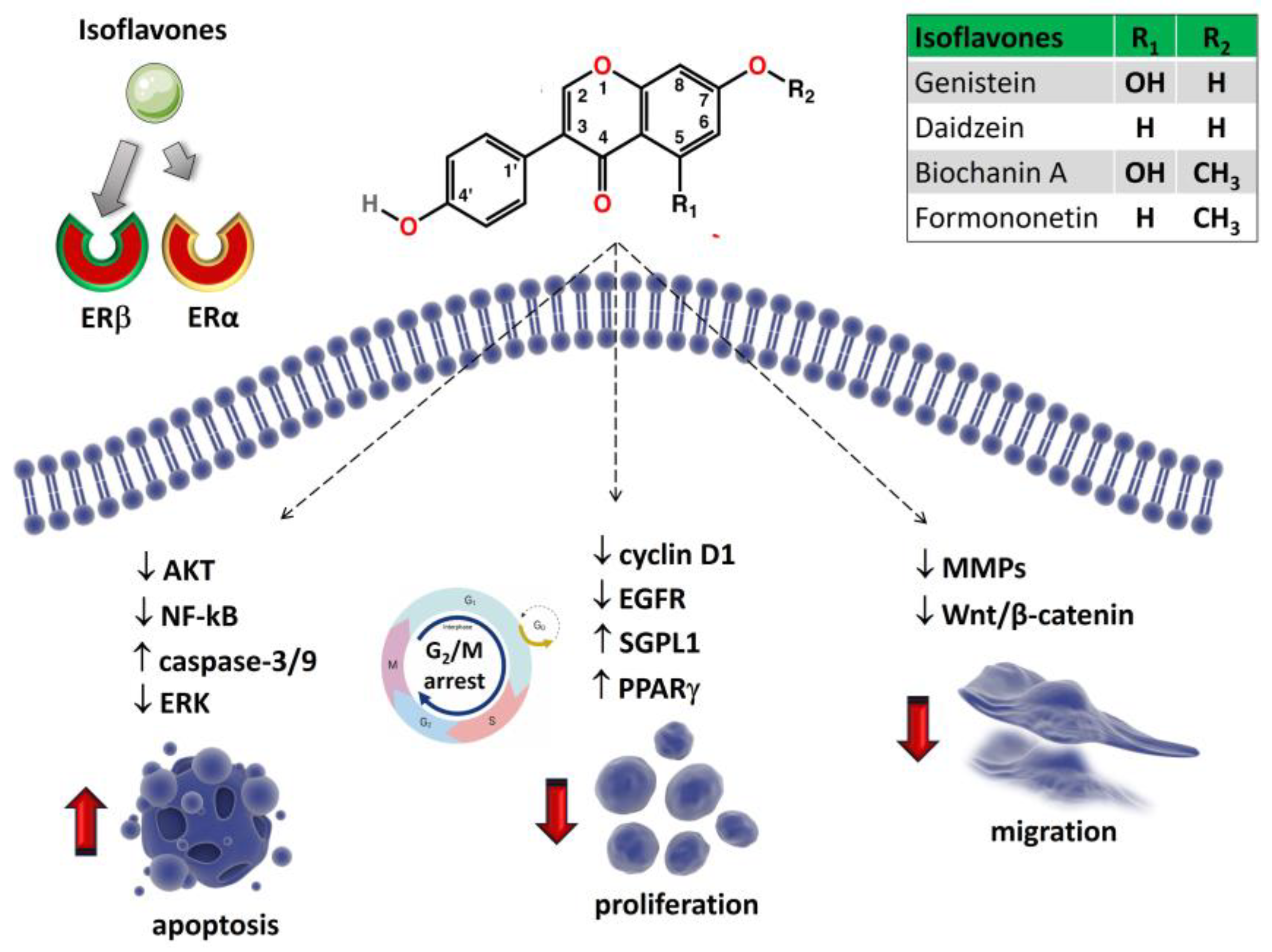 Ijms 24 13344 g003 Ijms 24 13344 g003