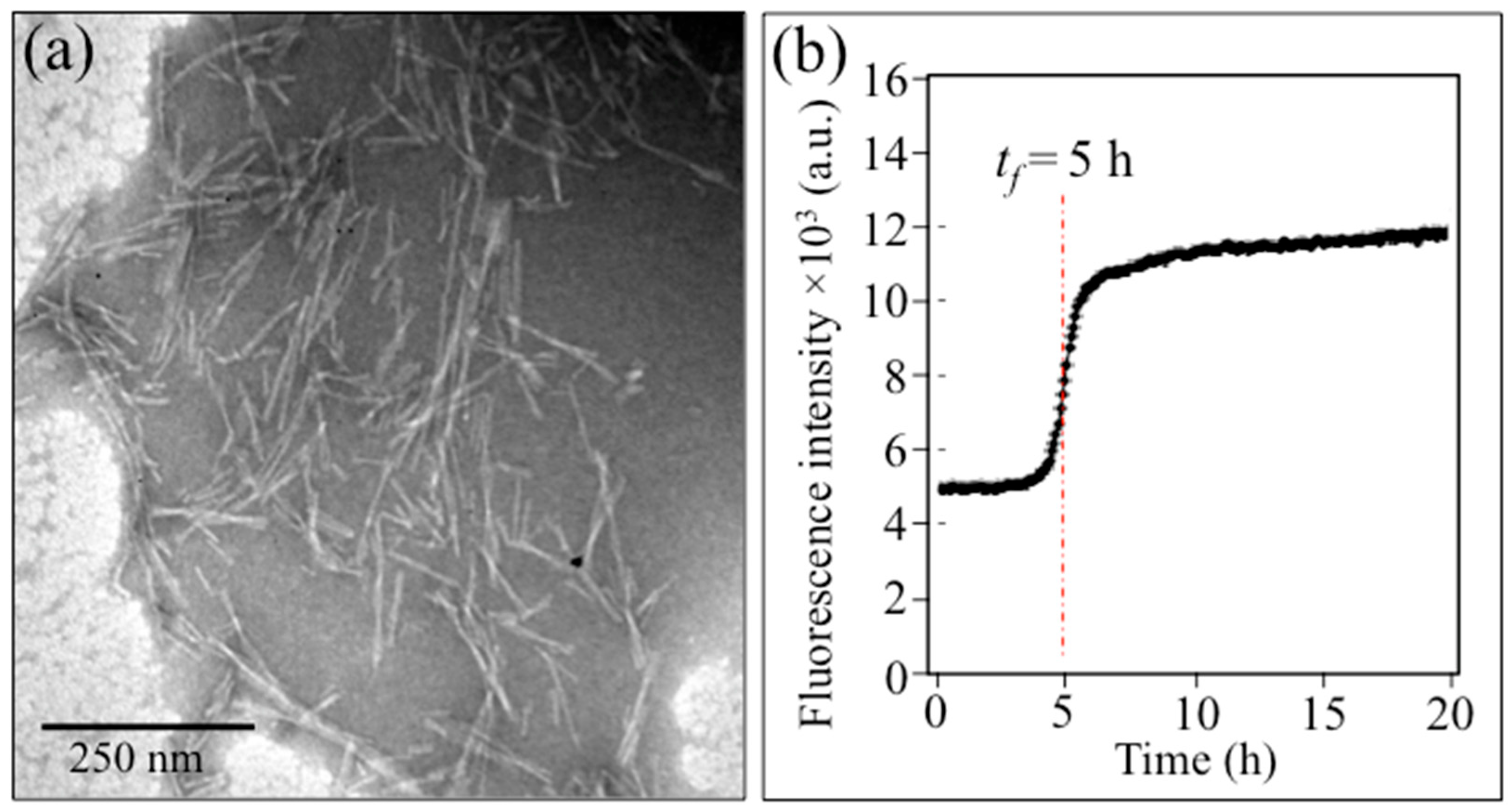 Ijms 24 13351 g005 Ijms 24 13351 g005