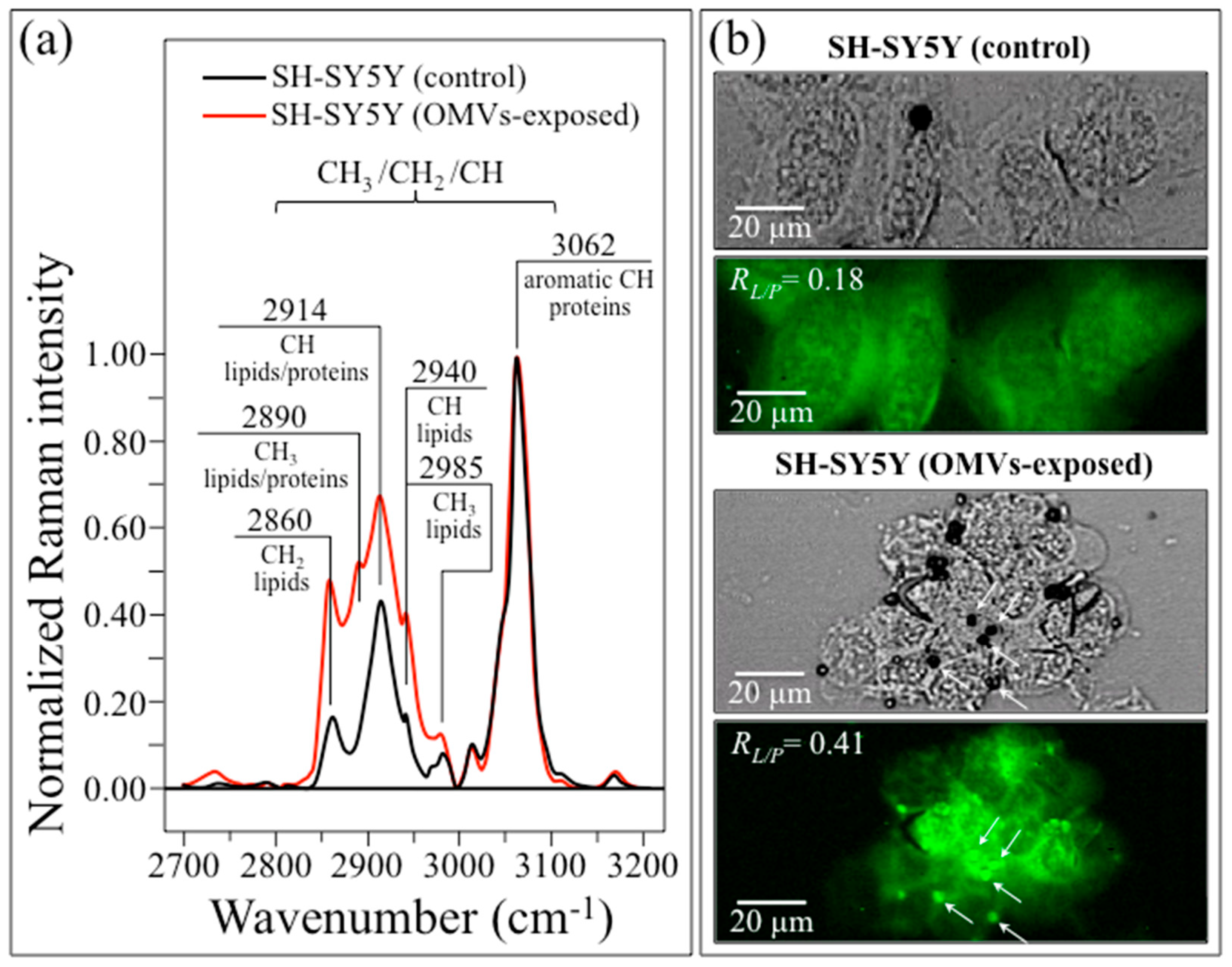 Ijms 24 13351 g008 Ijms 24 13351 g008