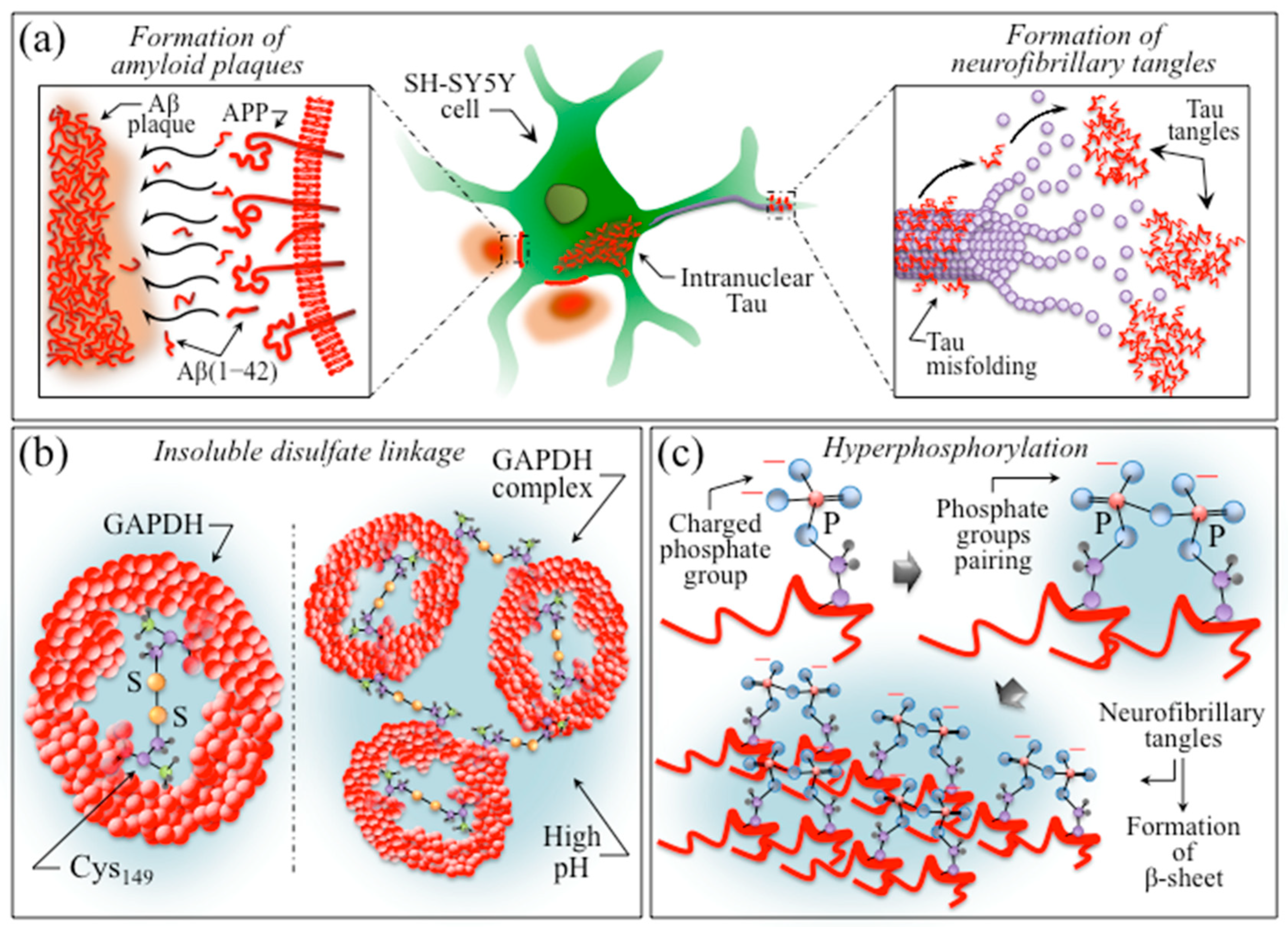 Ijms 24 13351 g012 Ijms 24 13351 g012