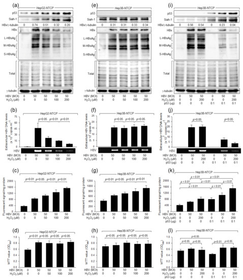 Hydrogen Peroxide Inhibits Hepatitis B Virus Replication by