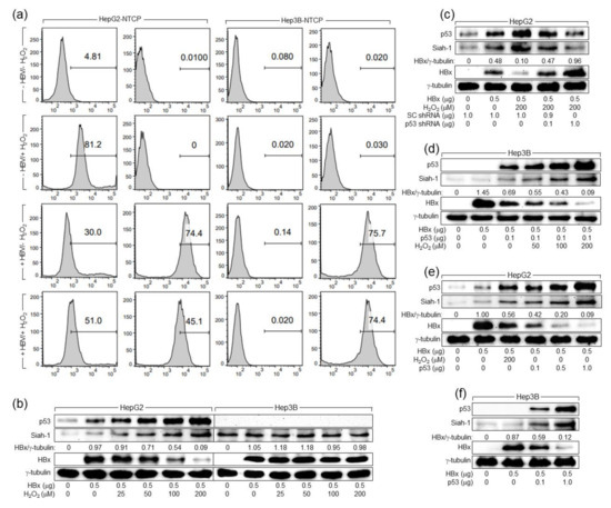Hydrogen Peroxide Inhibits Hepatitis B Virus Replication by