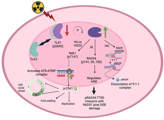 side effects of melanotan 1 Order MT-1 | Buy Research Peptides