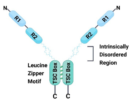 Advances in Research on Type 2 Diabetes Mellitus Targets and