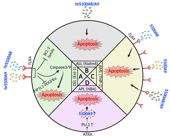 S100A8 and S100A9 in Hematologic Malignancies: From Development to Therapy