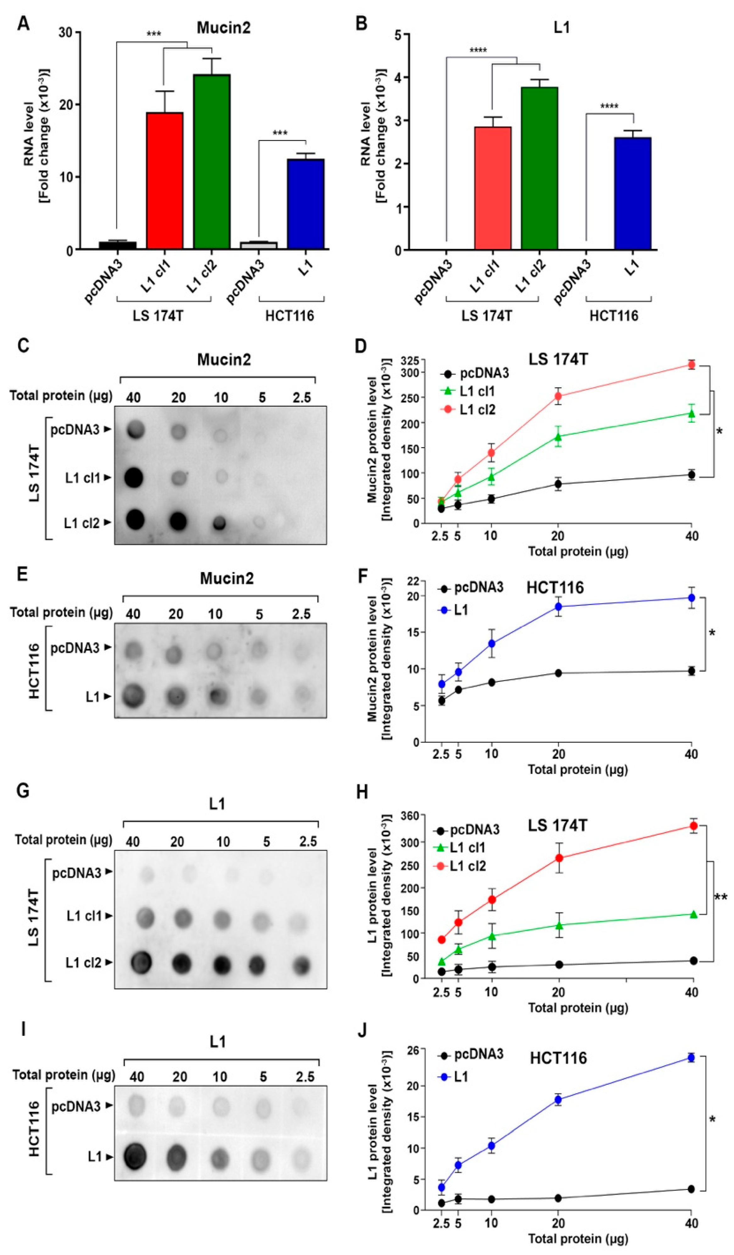 Ls- nude lsm 15 An Increase in Mucin2 Expression Is Required for Colon Cancer Progression  Mediated by L1