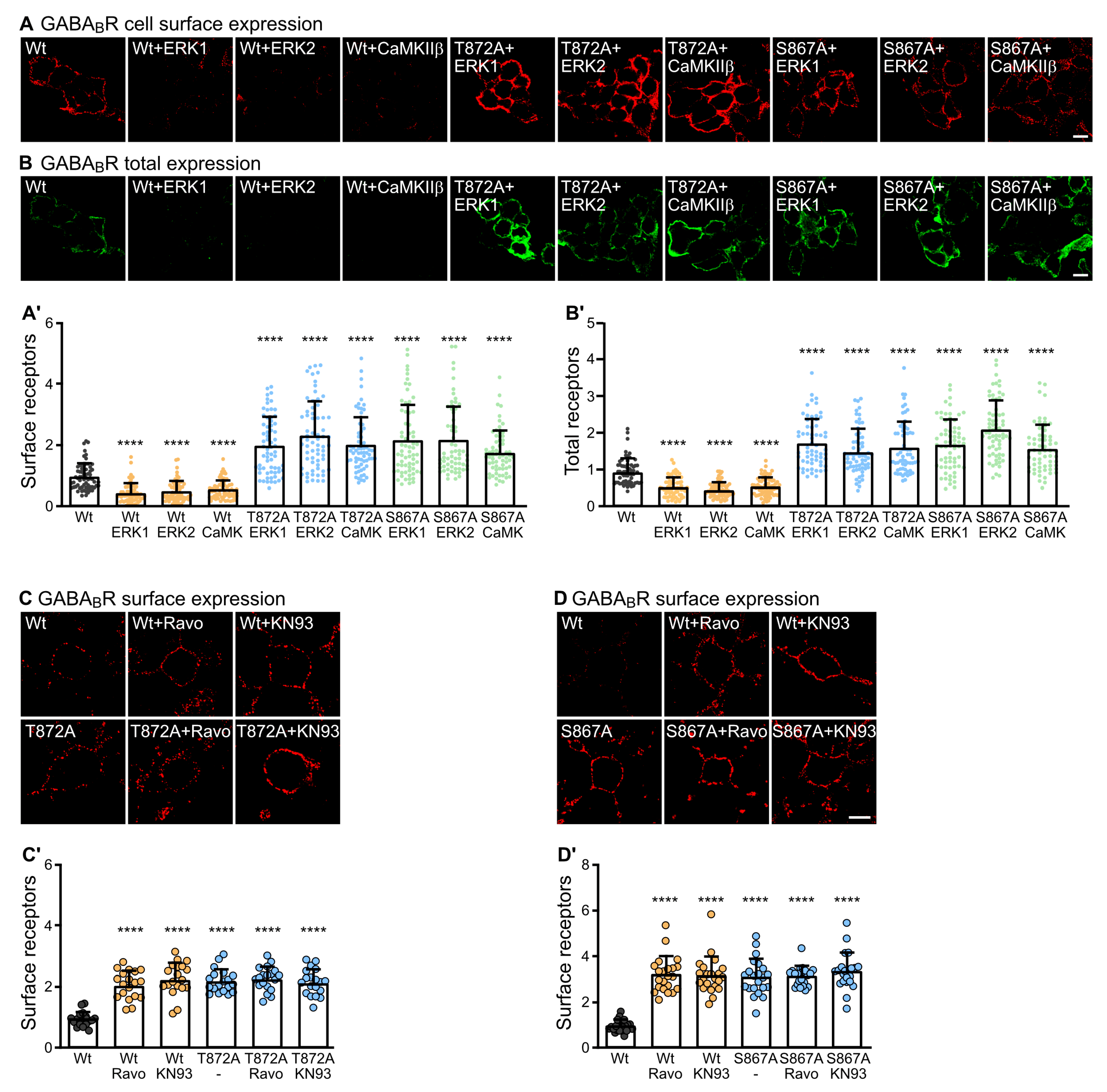 Ijms 24 13436 g004 Ijms 24 13436 g004