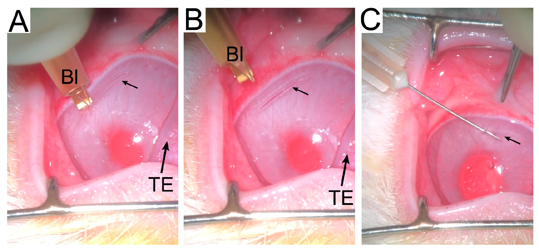 Ijms 24 13438 g001 Ijms 24 13438 g001