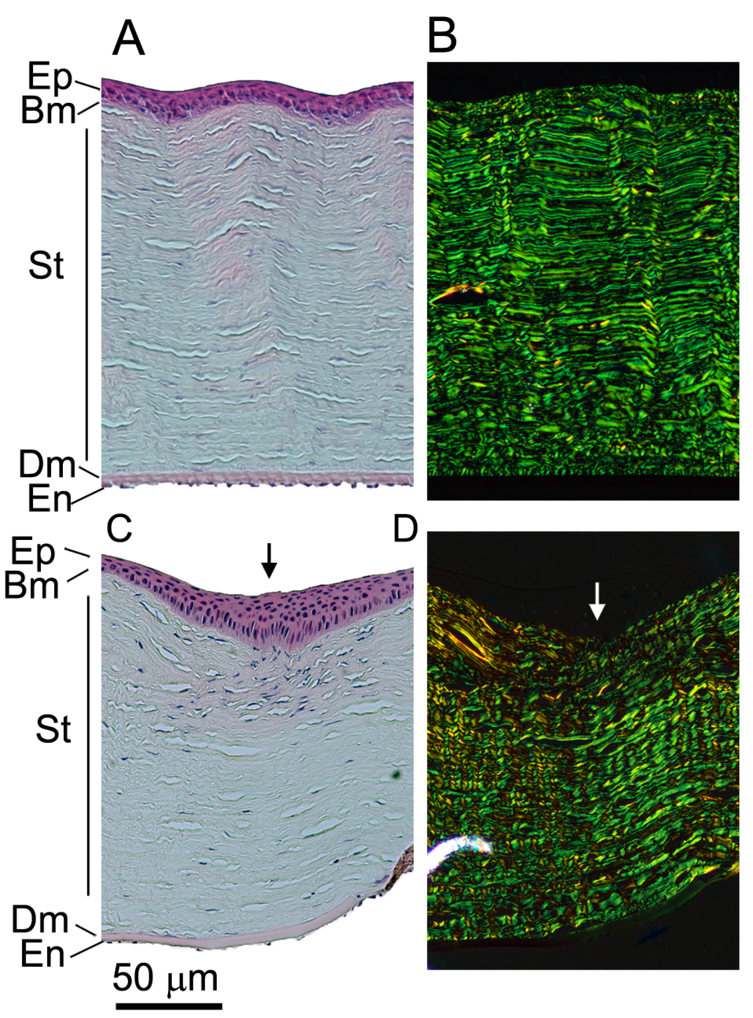 Ijms 24 13438 g004 Ijms 24 13438 g004