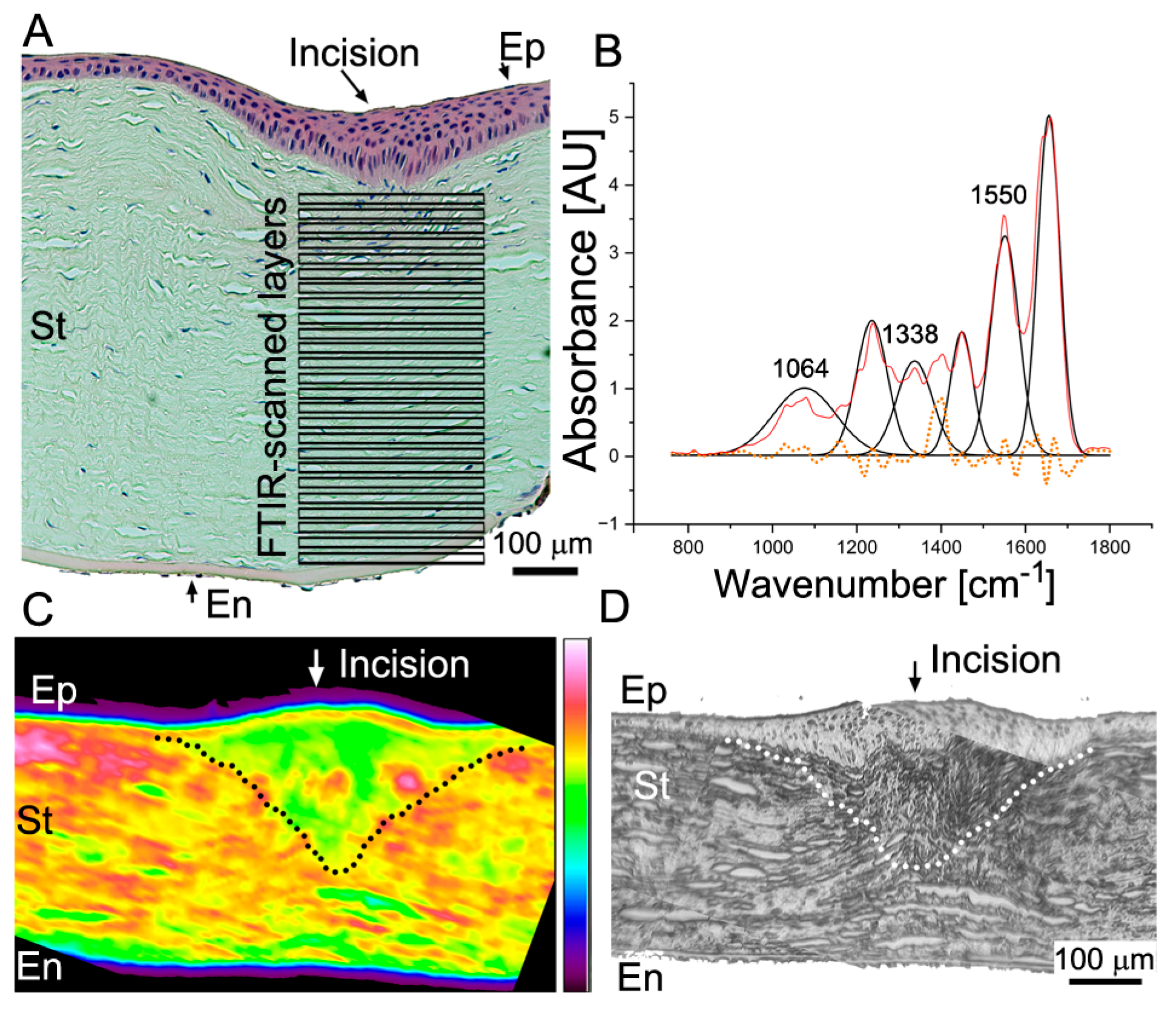 Ijms 24 13438 g008 Ijms 24 13438 g008