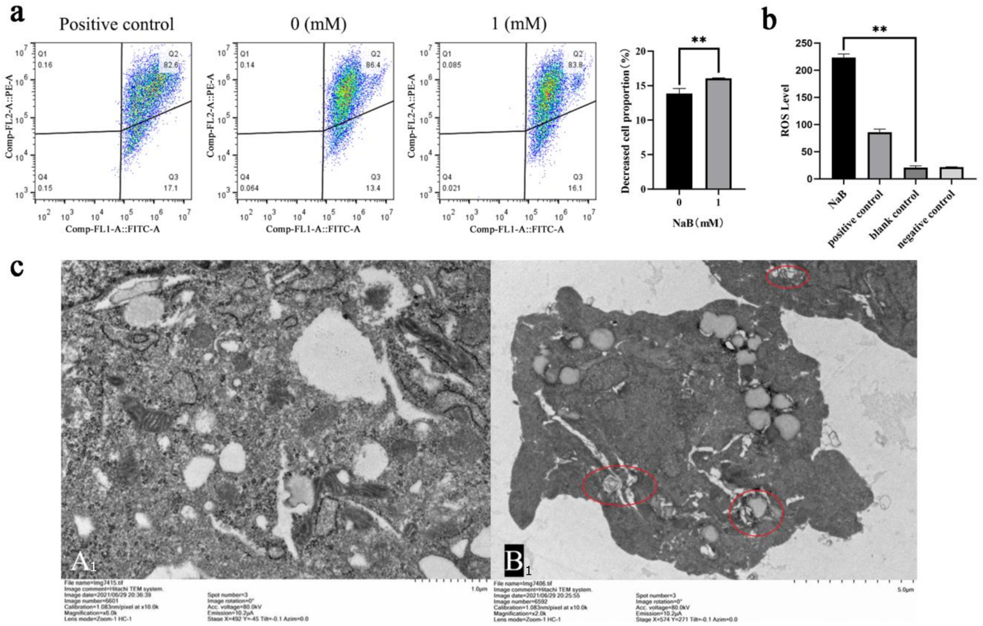 Ijms 24 13474 g003 Ijms 24 13474 g003