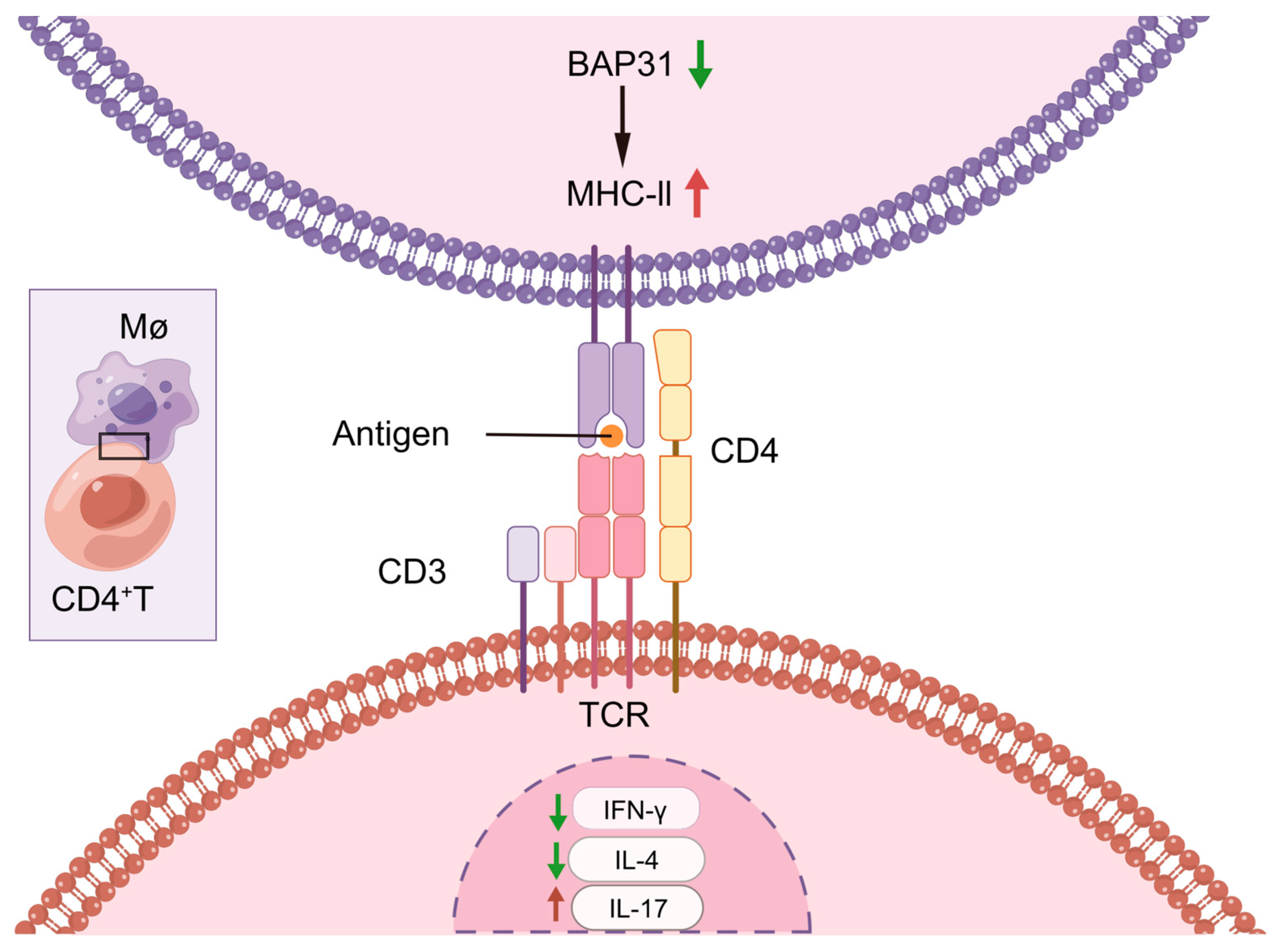 Ijms 24 13476 g006 Ijms 24 13476 g006