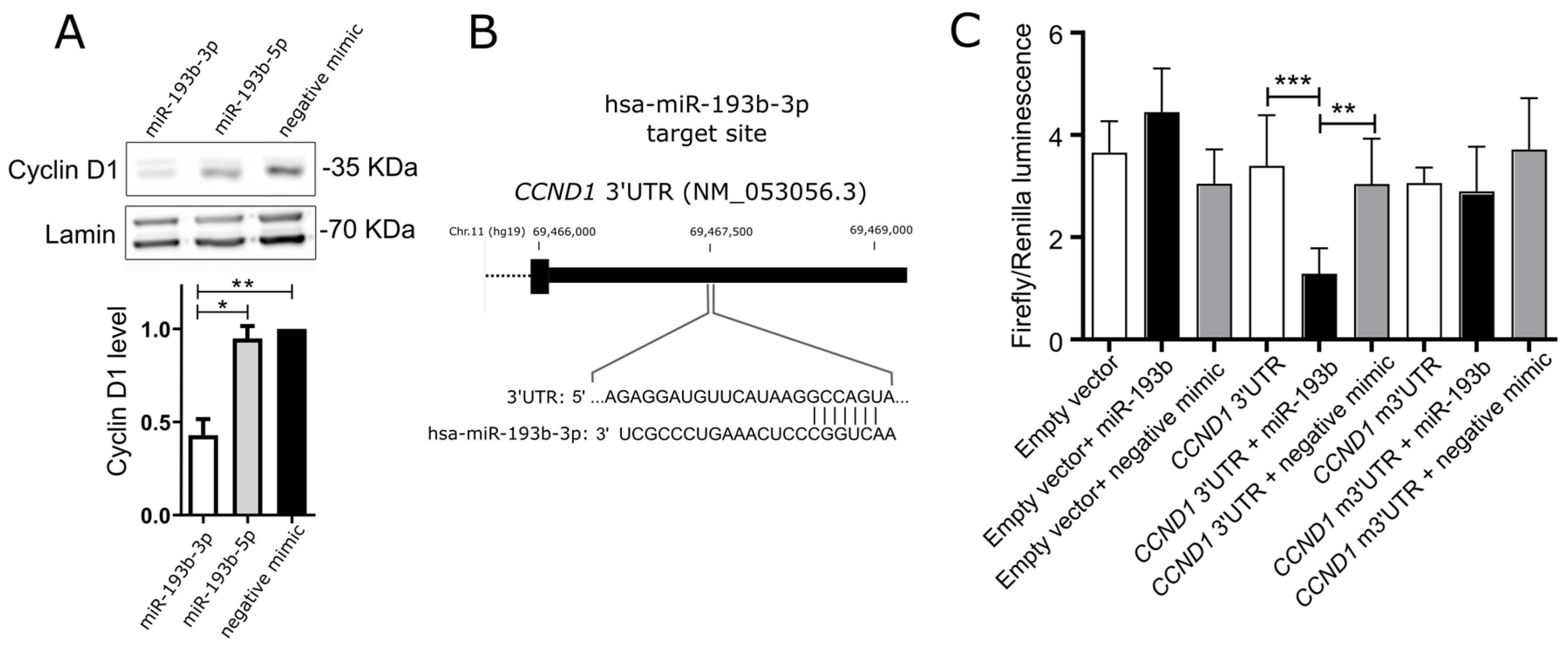IJMS | Free Full-Text | Epigenetic Downregulation of Hsa-miR-193b-3p ...
