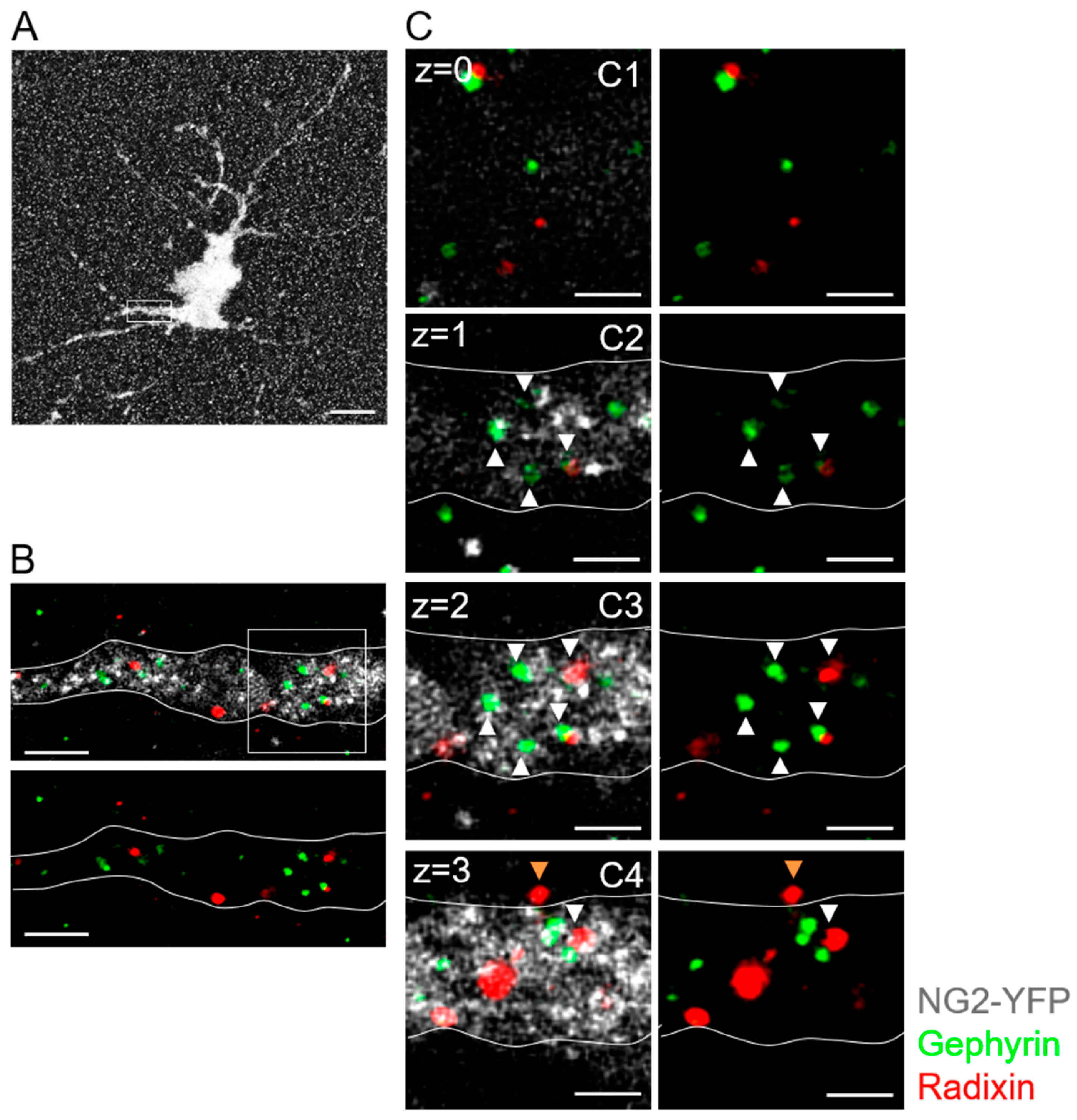 Ijms 24 13490 g008 Ijms 24 13490 g008