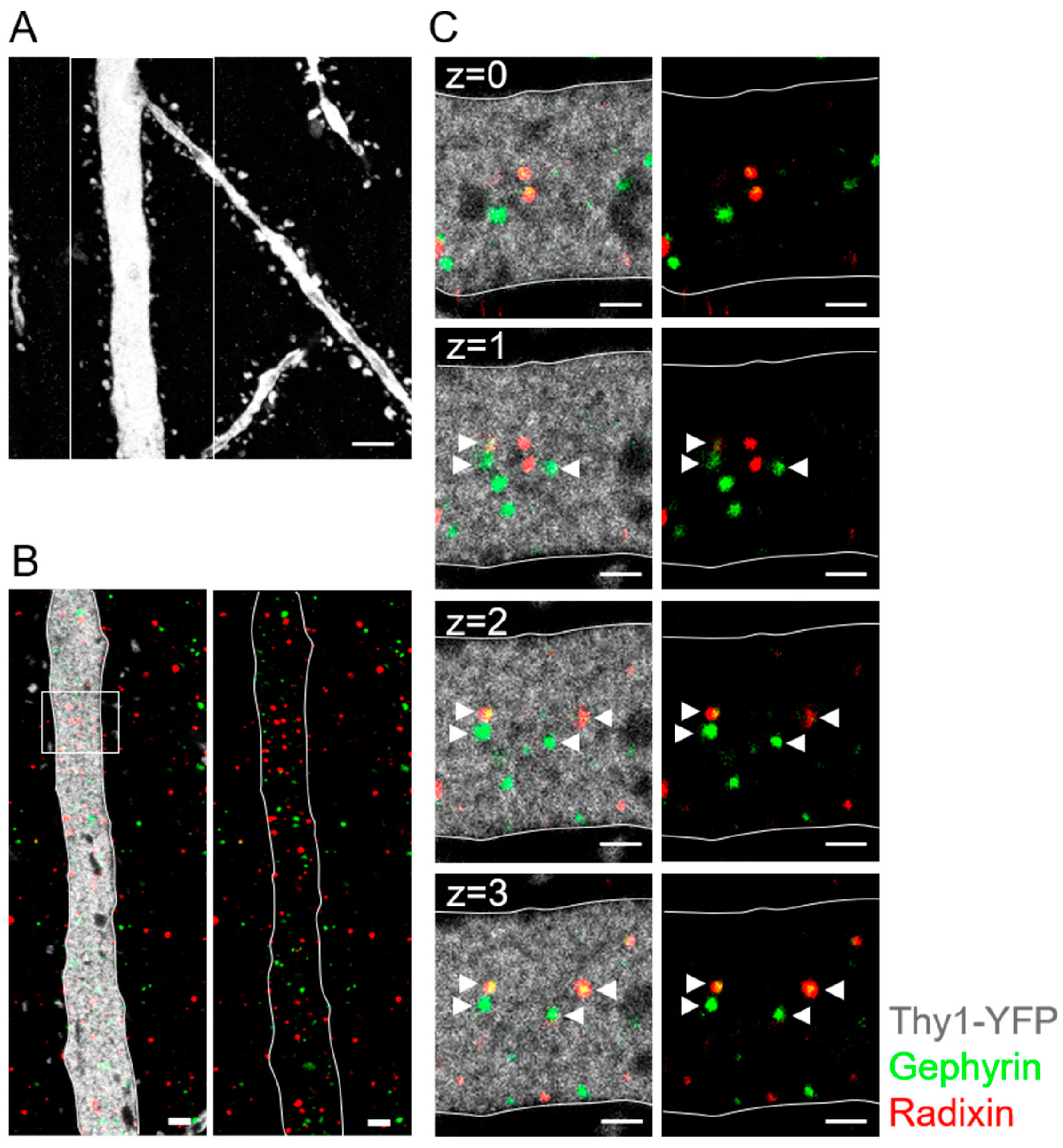 Ijms 24 13490 g009 Ijms 24 13490 g009