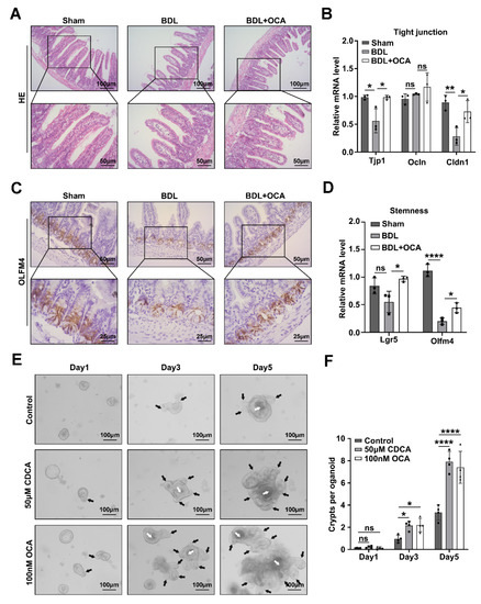 FXR Maintains the Intestinal Barrier and Stemness by Regulating FXR Maintains the Intestinal Barrier and Stemness by Regulating