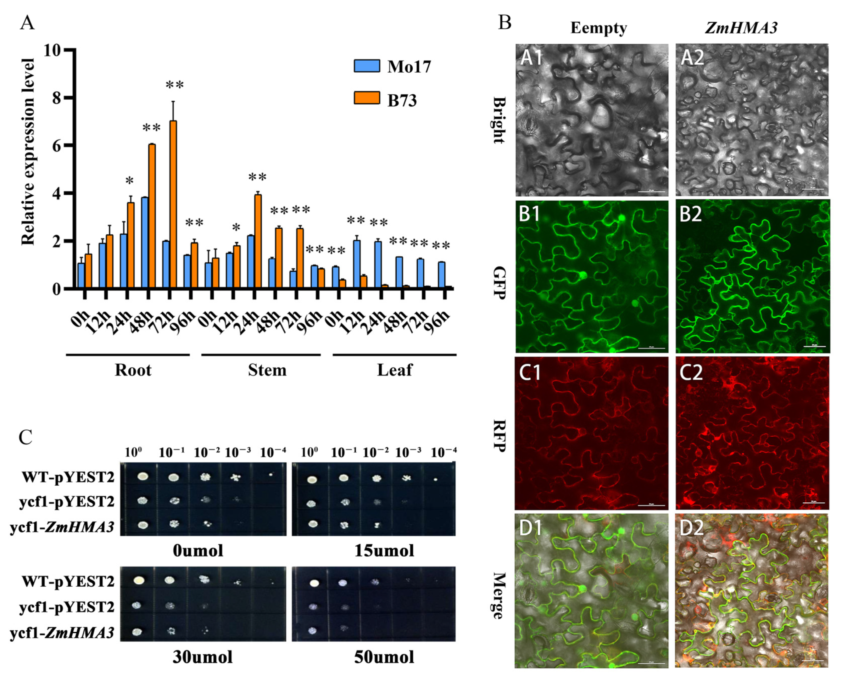Ijms 24 13496 g002 Ijms 24 13496 g002