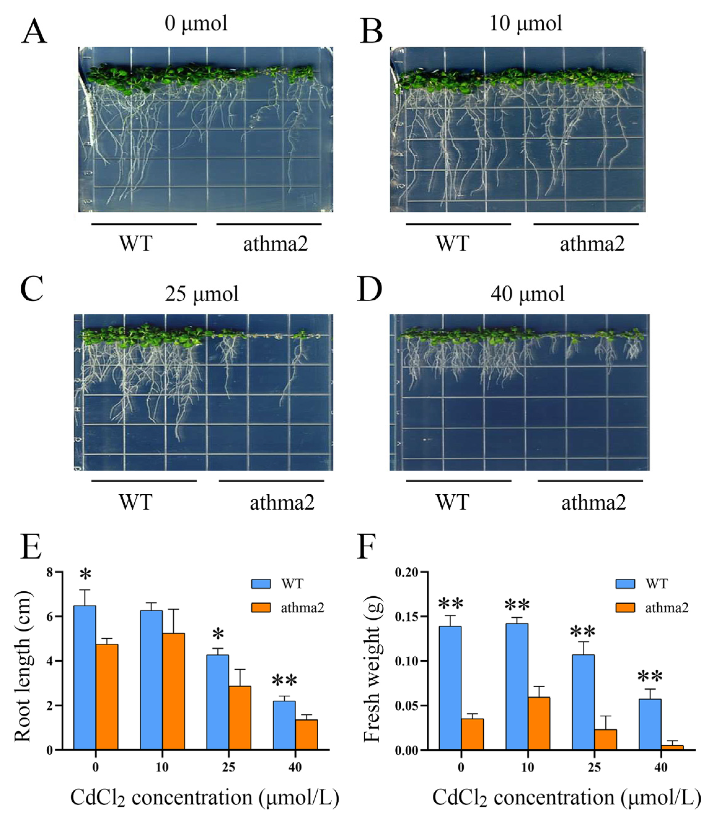 Ijms 24 13496 g003 Ijms 24 13496 g003