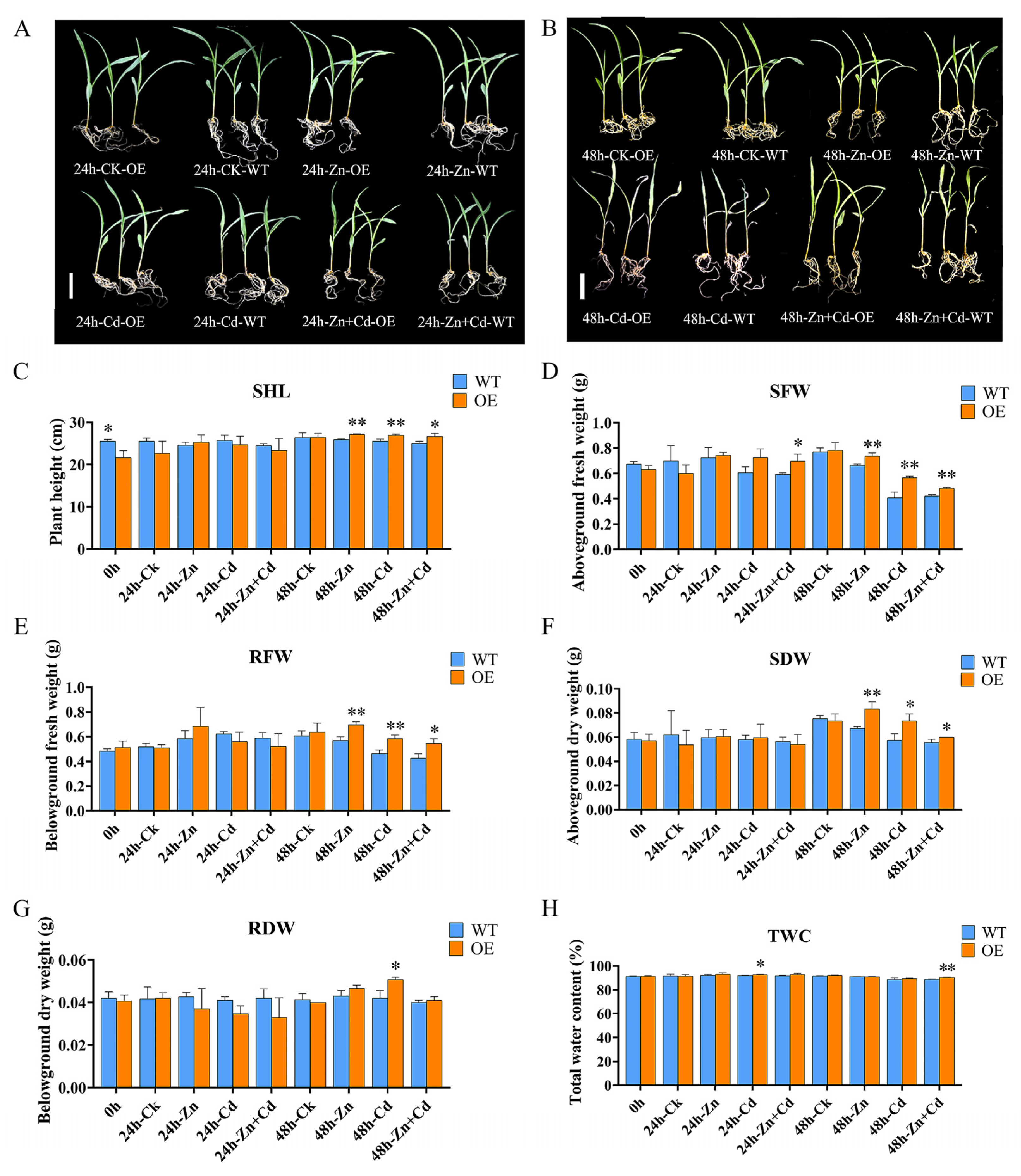 Ijms 24 13496 g004 Ijms 24 13496 g004