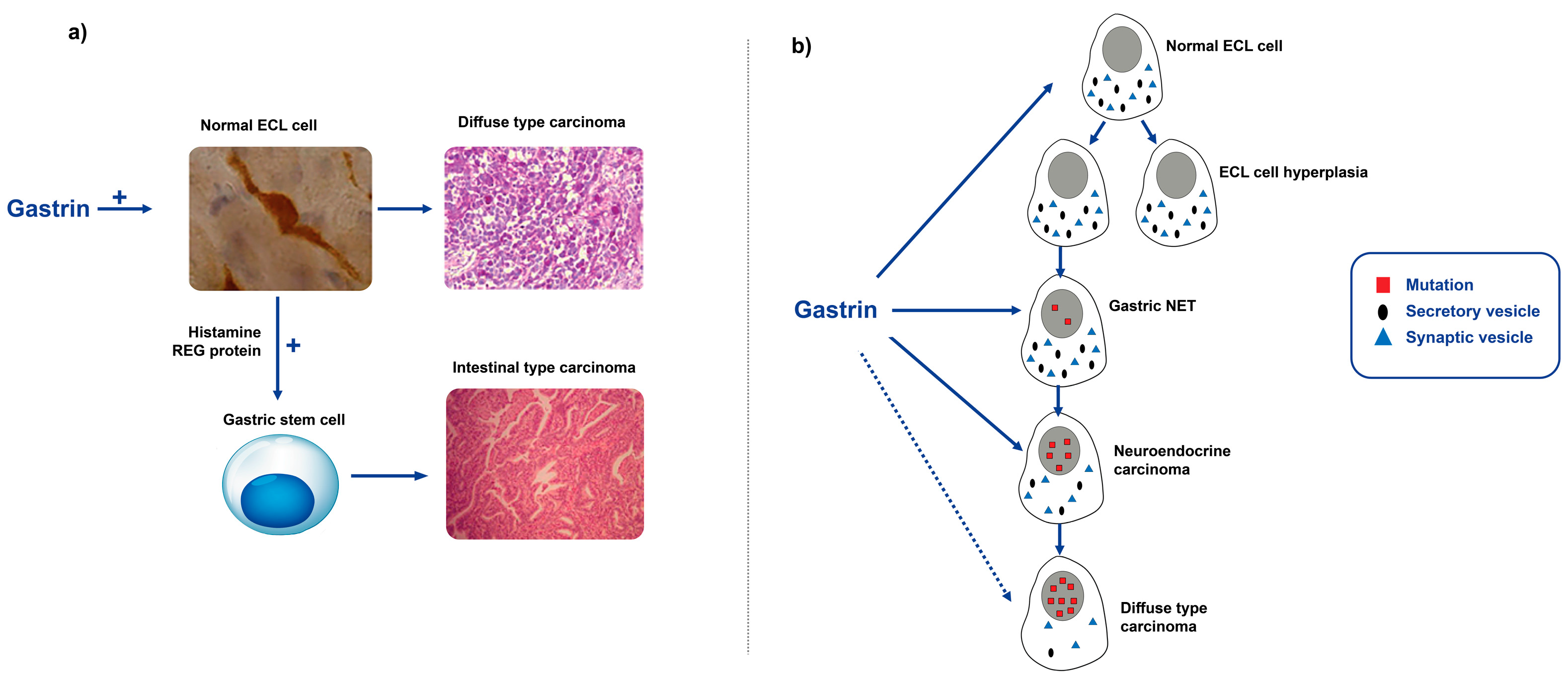 Ijms 24 13503 g002 Ijms 24 13503 g002