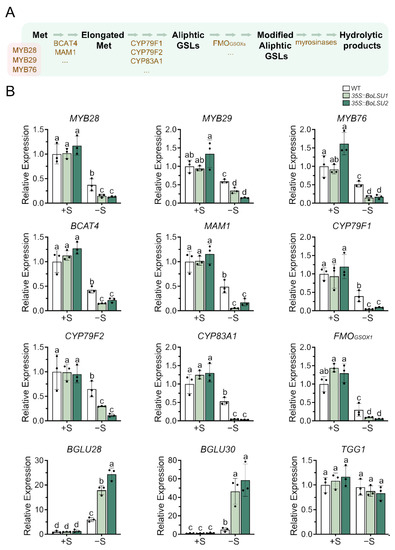 Overexpression of BoLSU1 and BoLSU2 Confers Tolerance to Sulfur