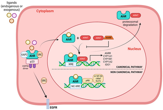 The Role of Aryl Hydrocarbon Receptor in the Endothelium: A Systematic ...
