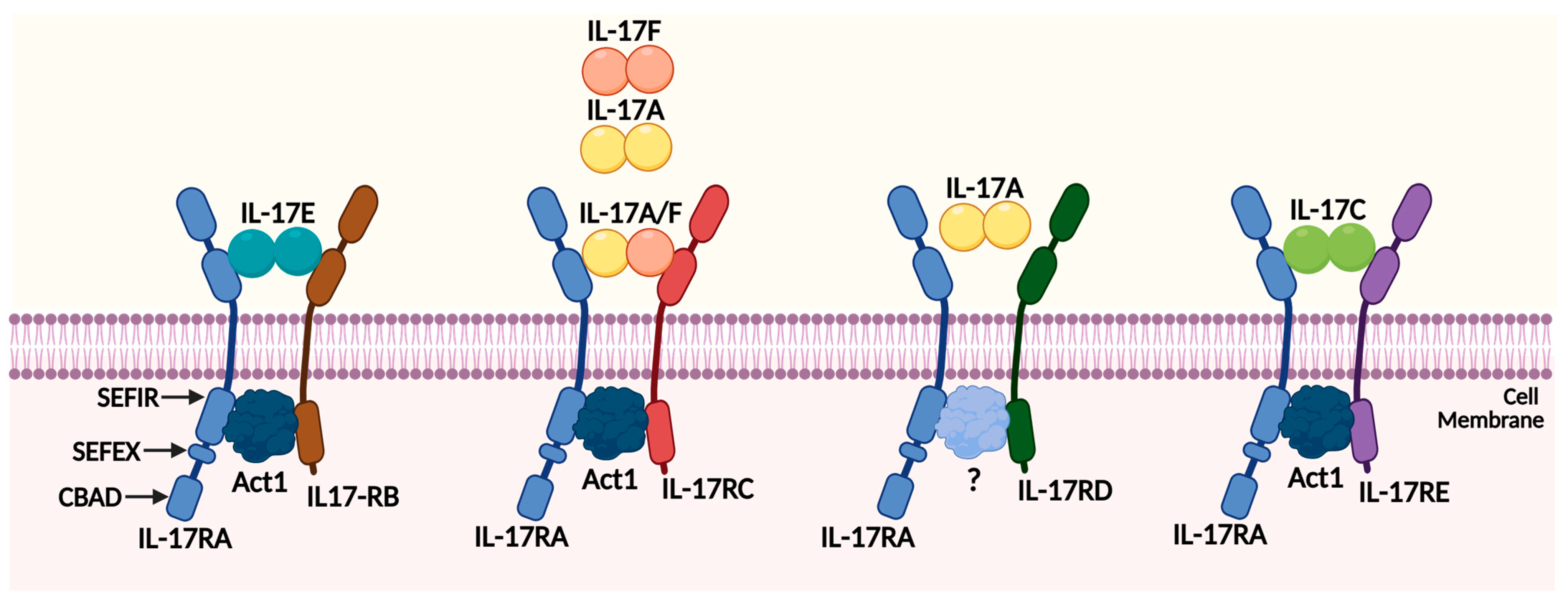 Mechanistic Insights Into The Roles Of The IL 17 IL 17R Families In 